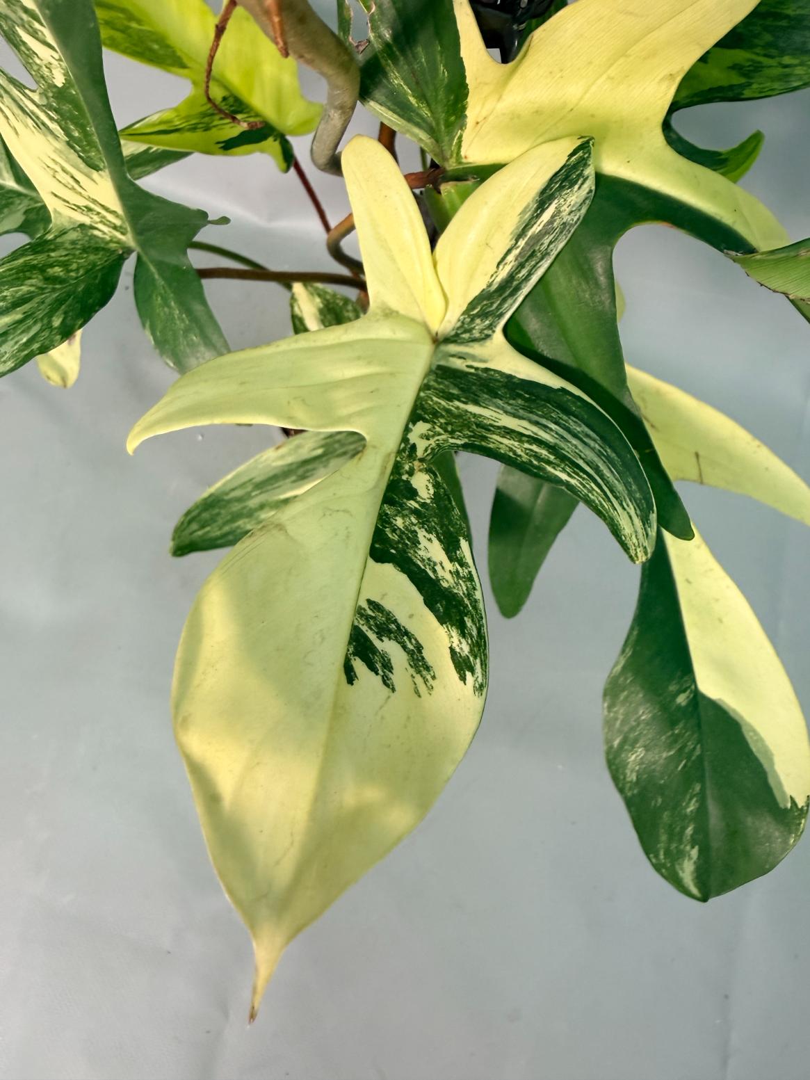 Philodendron Florida Beauty Variegata 07
