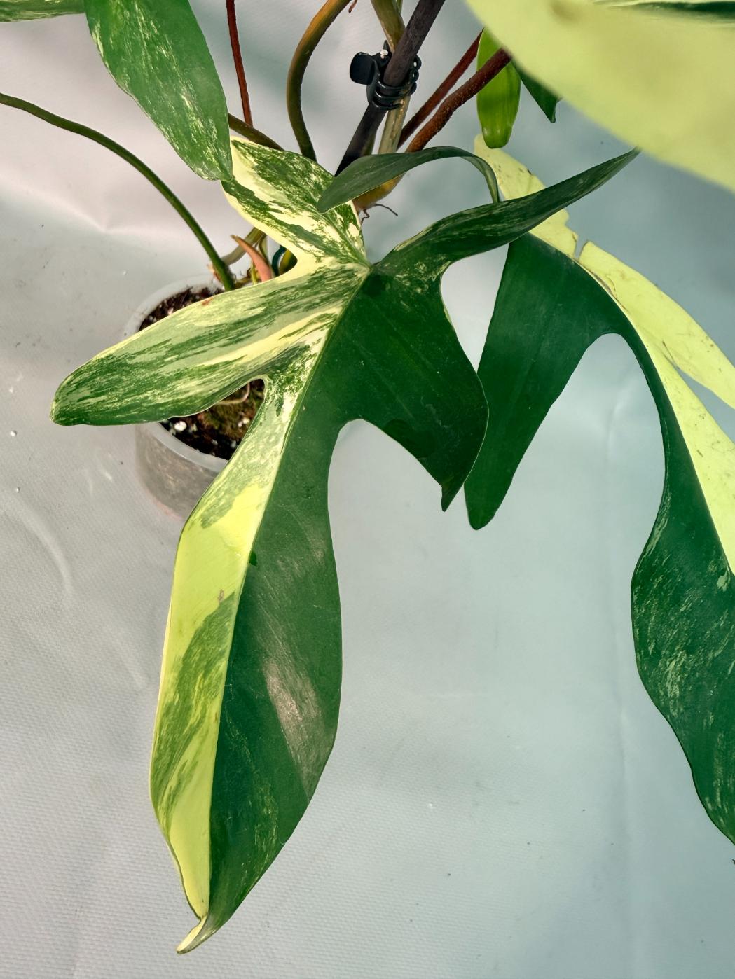 Philodendron Florida Beauty Variegata 08