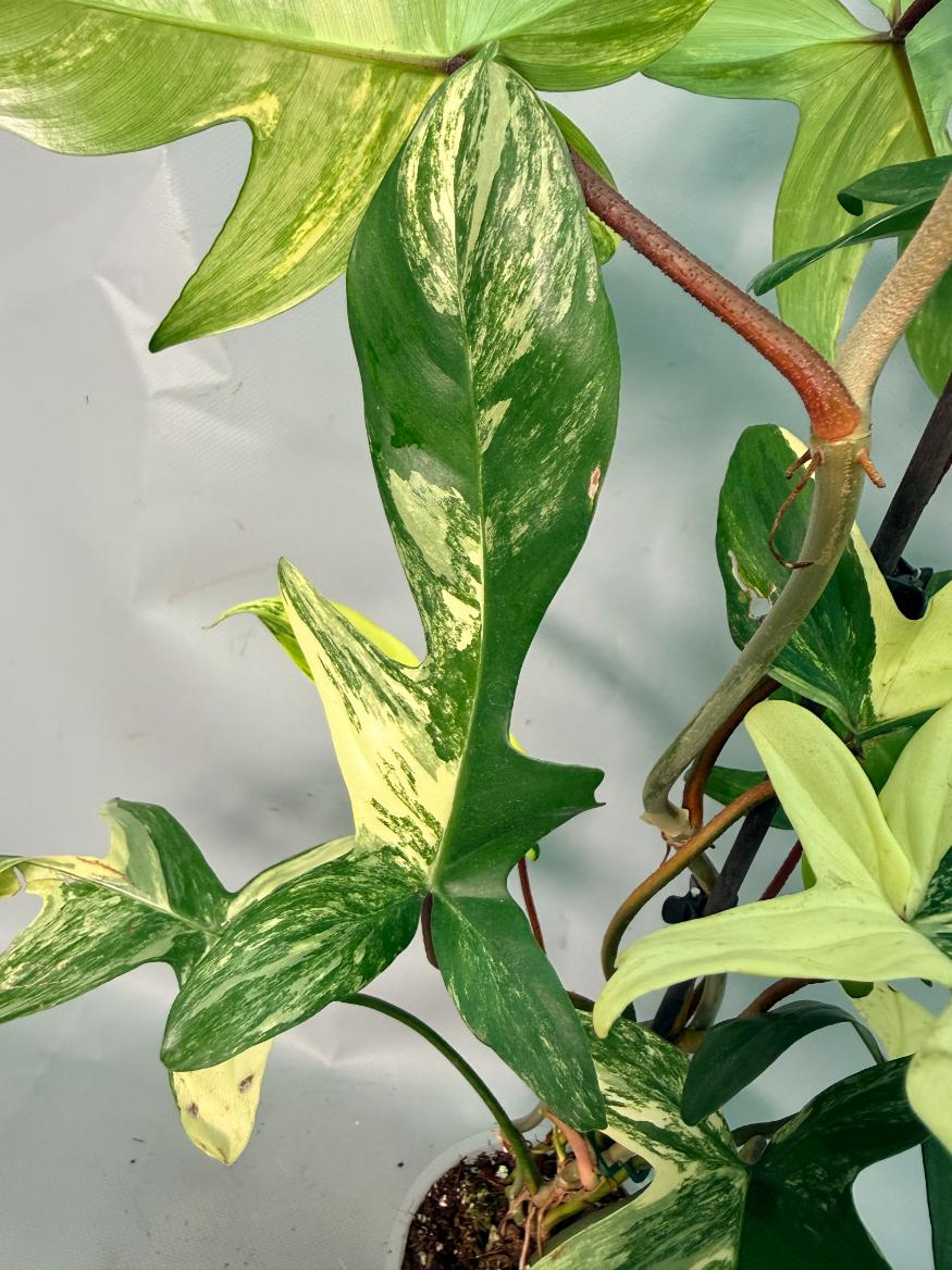 Philodendron Florida Beauty Variegata 09