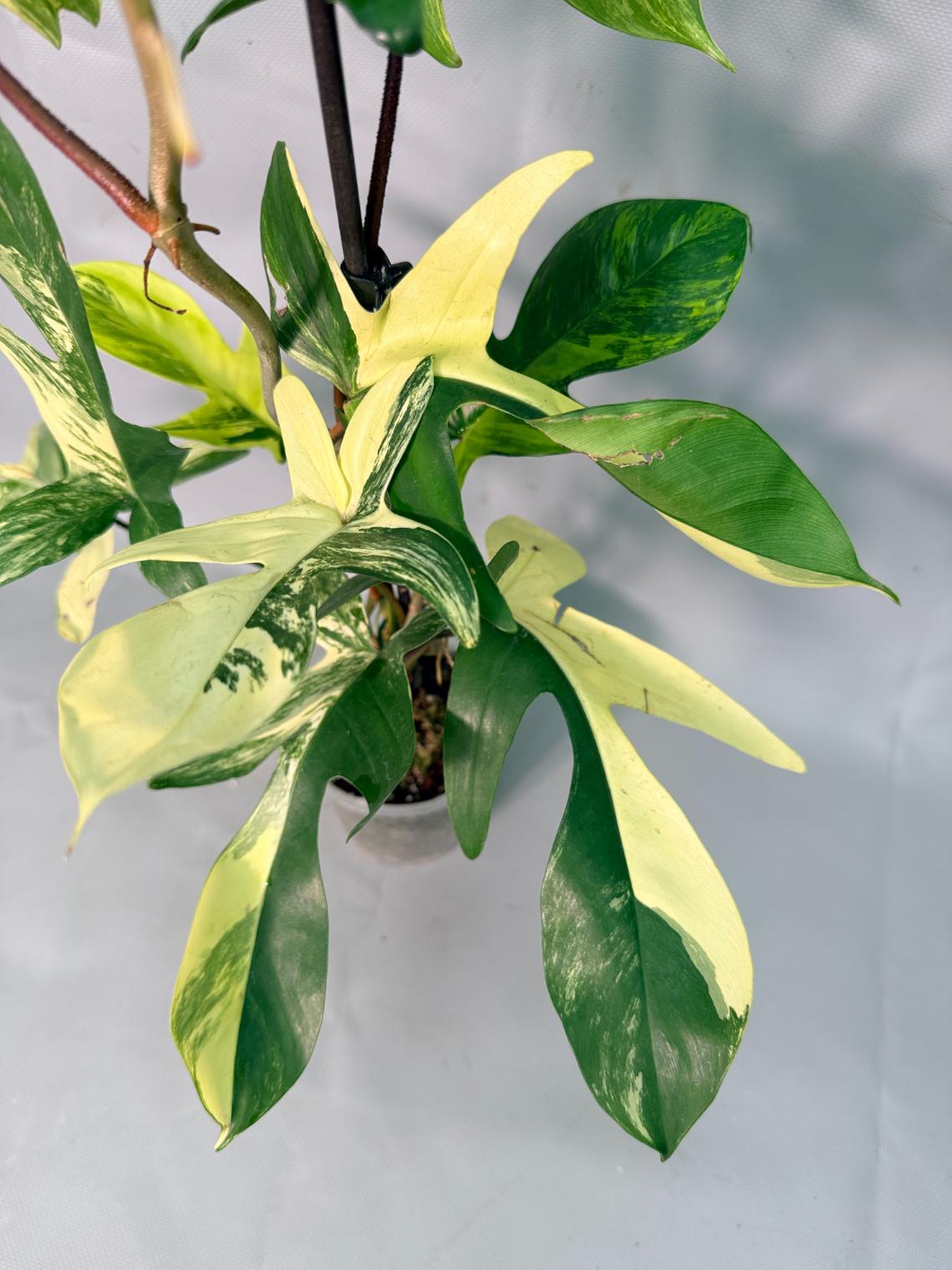 Philodendron Florida Beauty Variegata 10