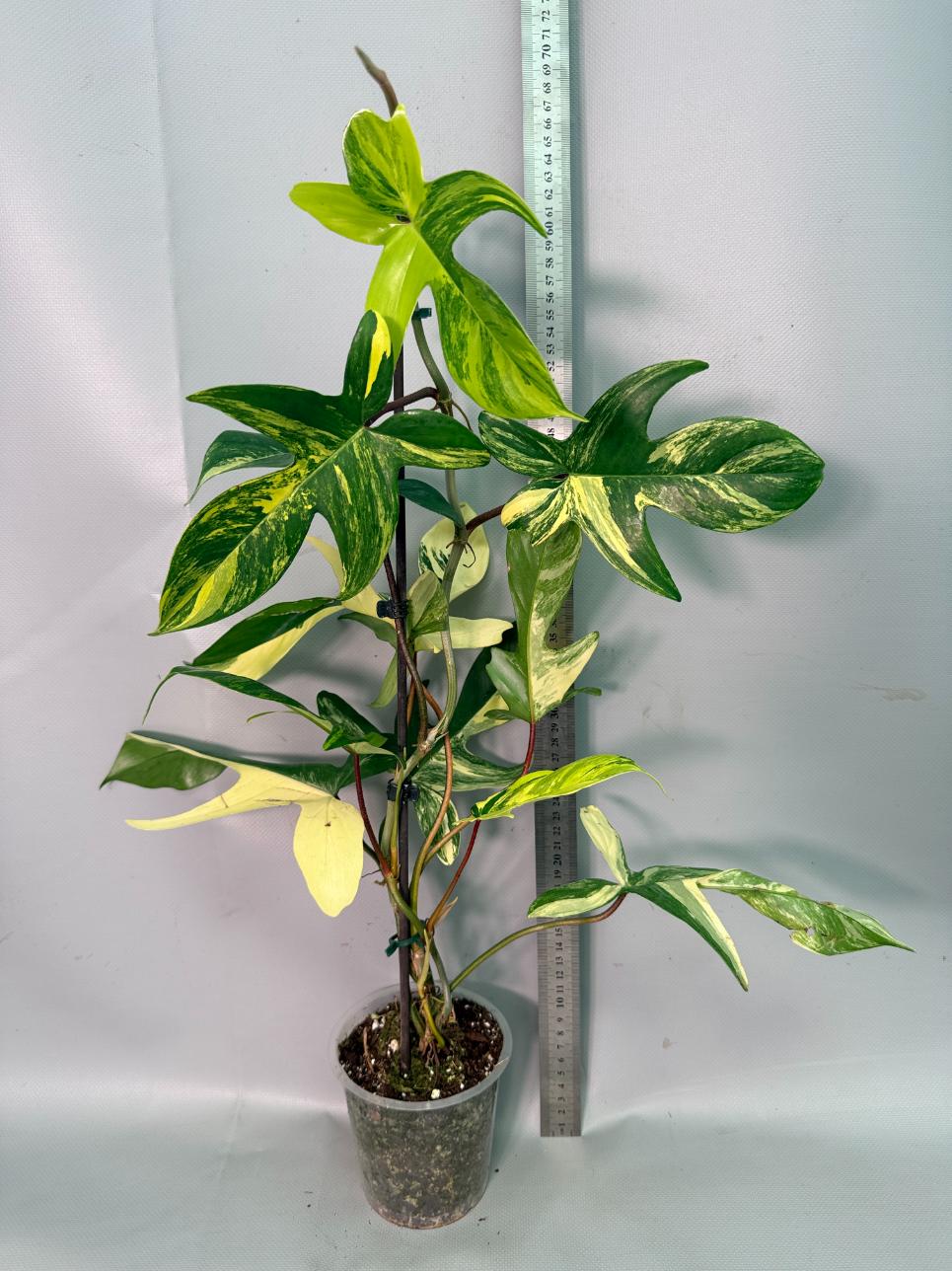 Philodendron Florida Beauty Variegata 01