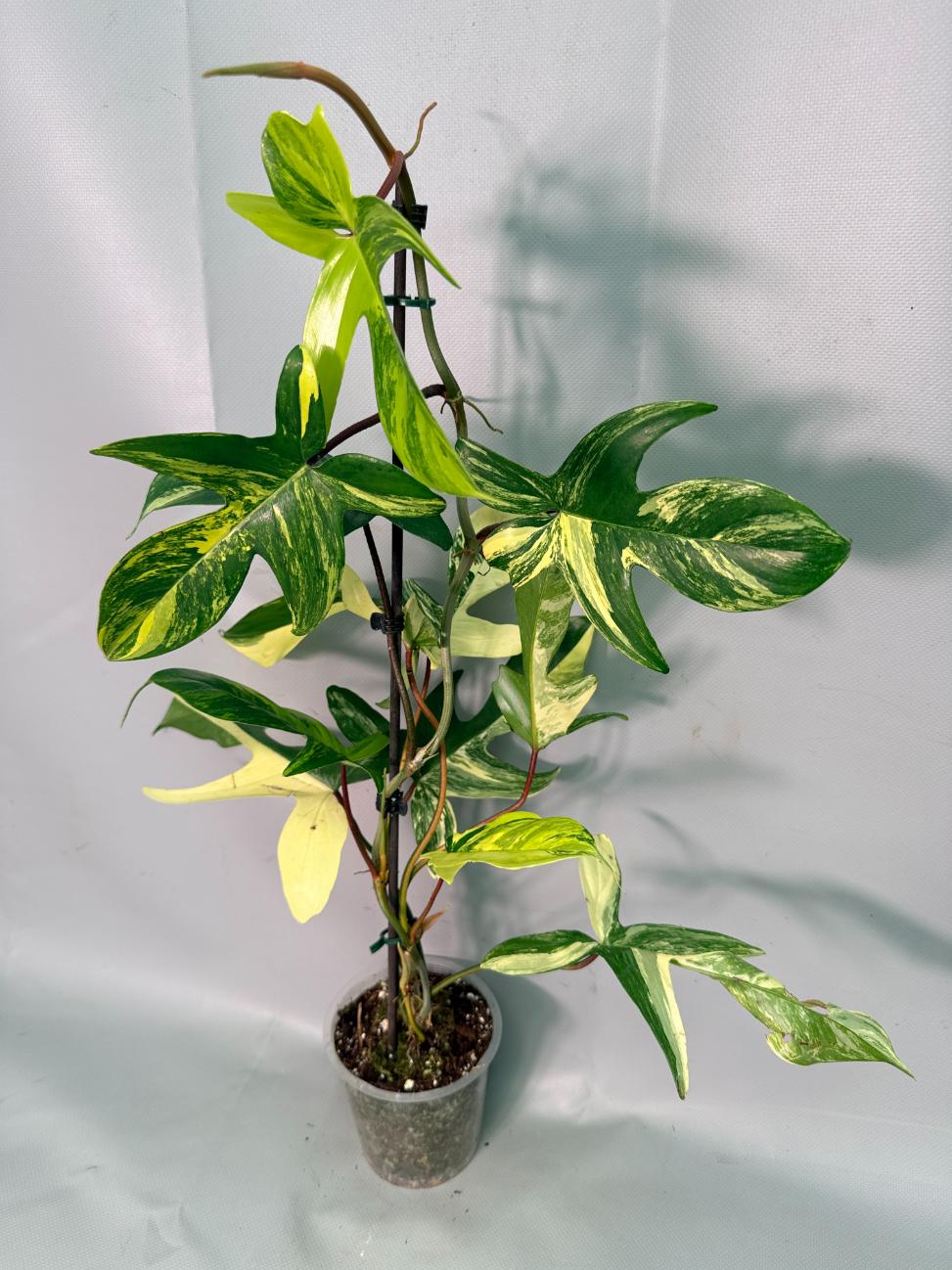 Philodendron Florida Beauty Variegata 02