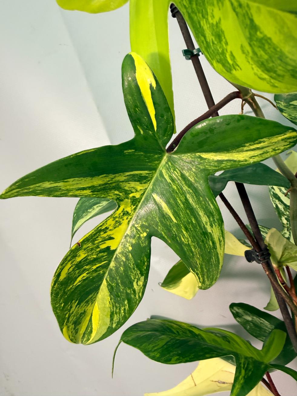 Philodendron Florida Beauty Variegata 03