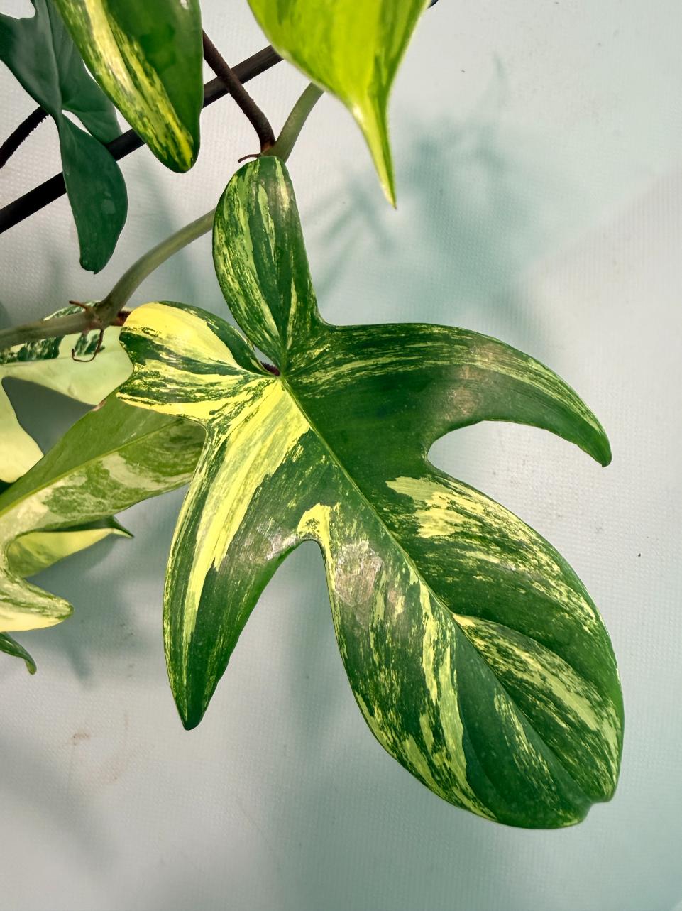 Philodendron Florida Beauty Variegata 04