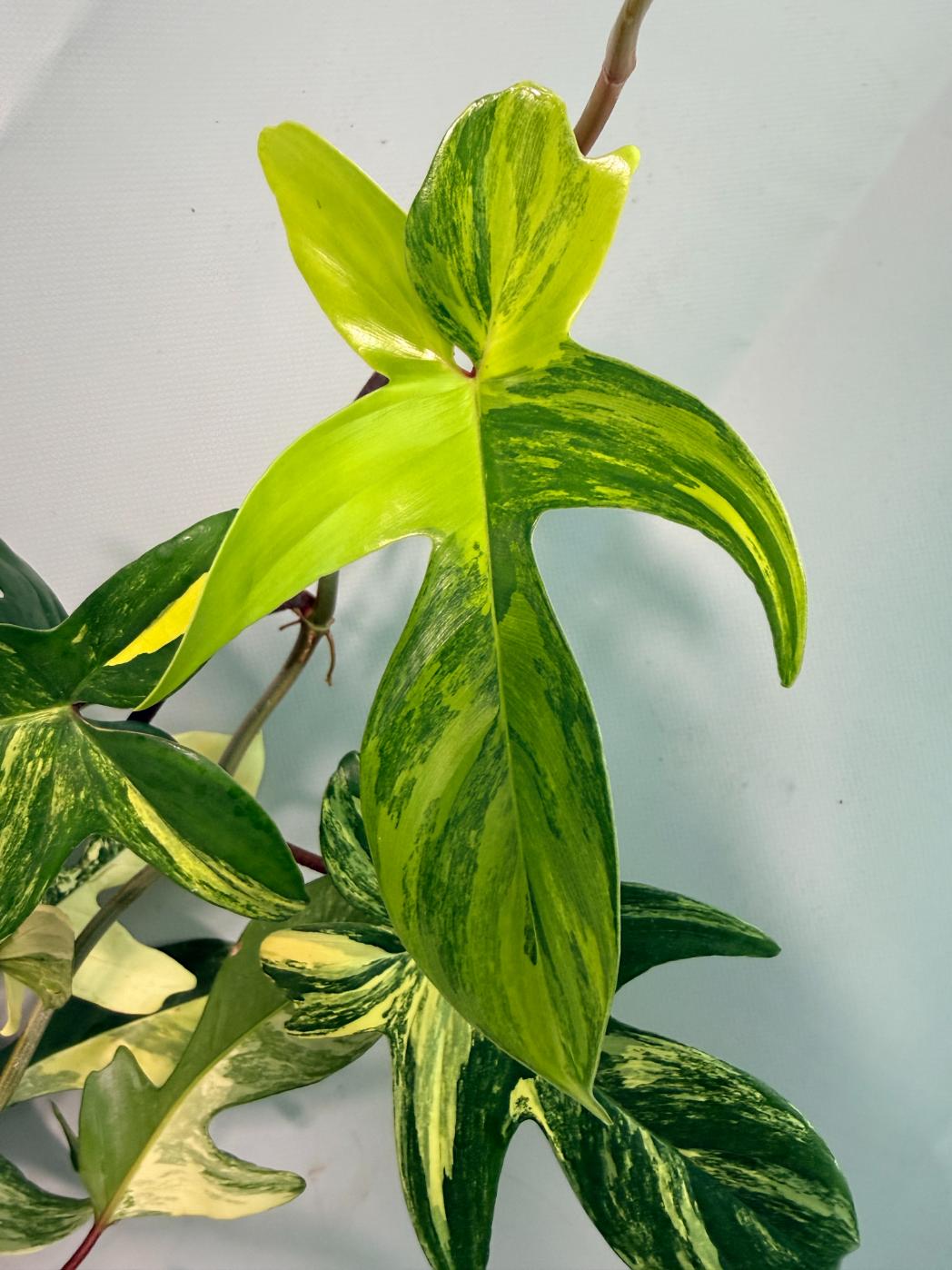 Philodendron Florida Beauty Variegata 05