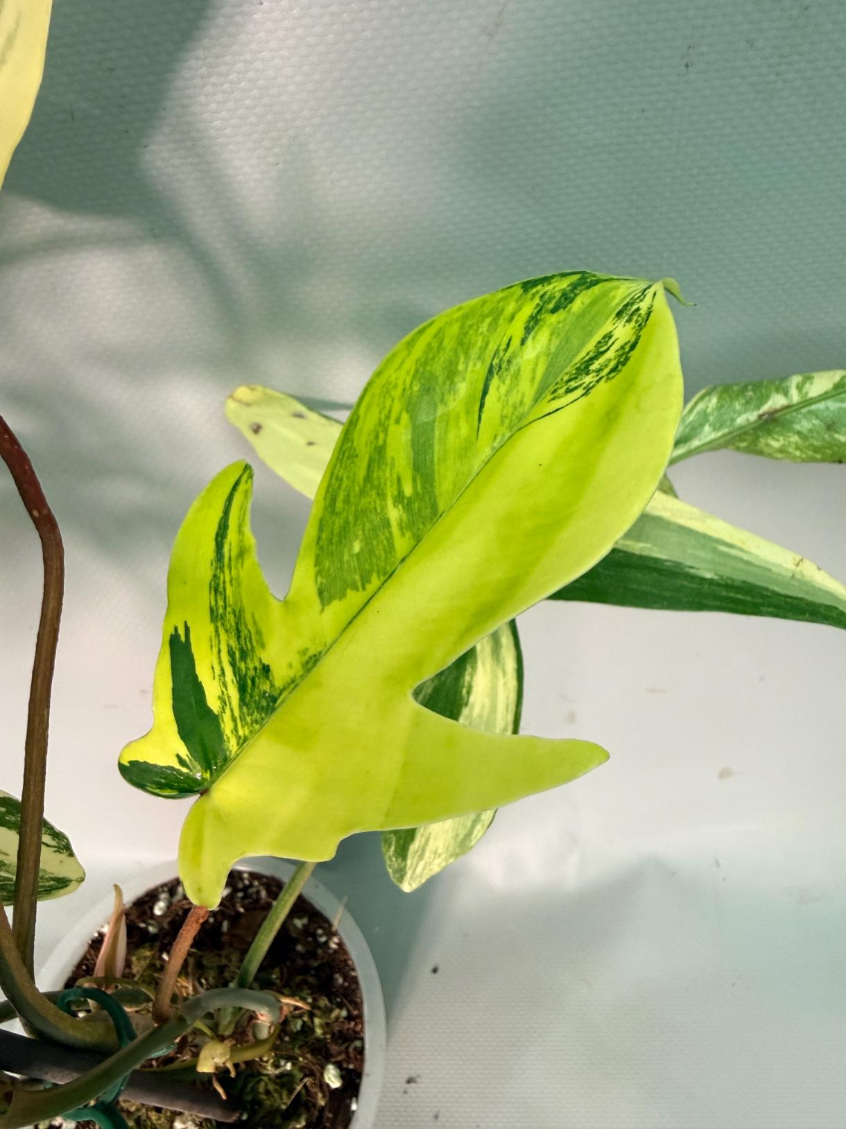 Philodendron Florida Beauty Variegata 06