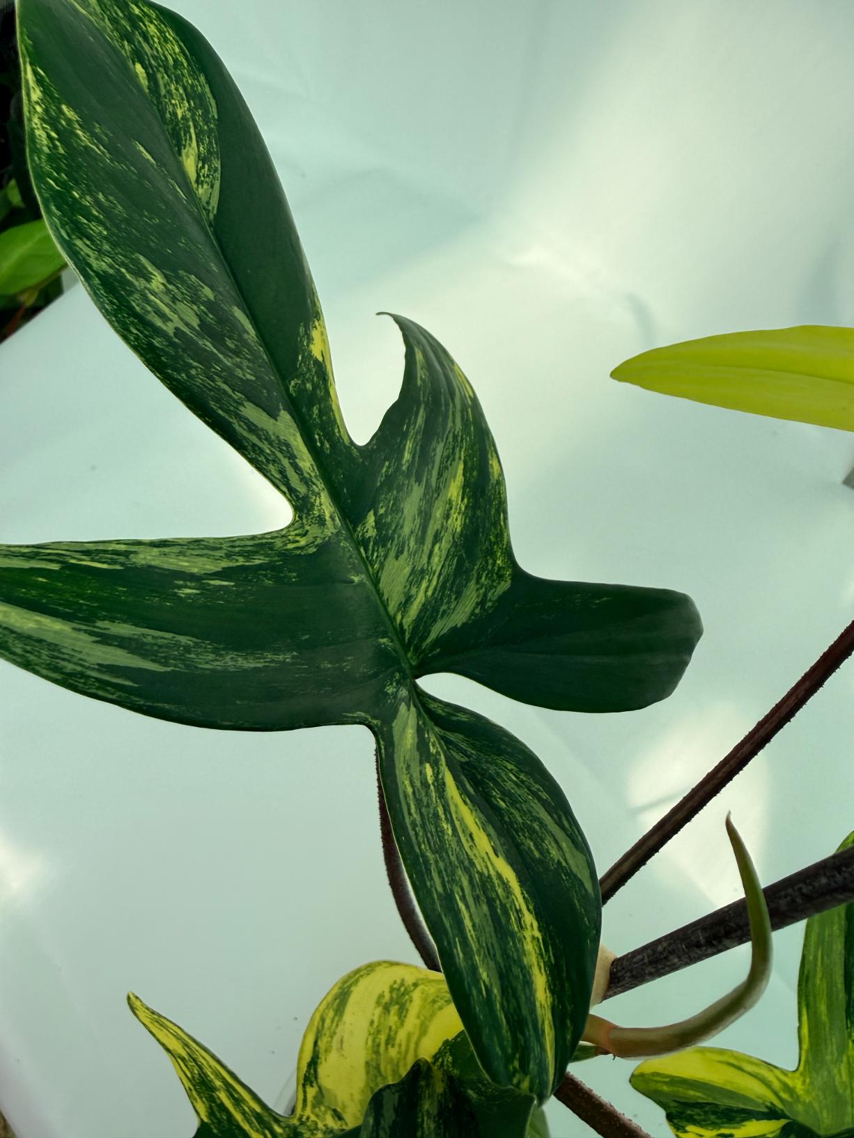 Philodendron Florida Beauty Variegata 9