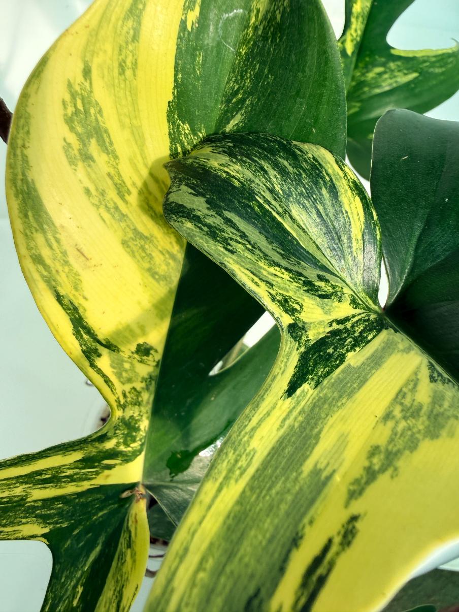 Philodendron Florida Beauty Variegata 5