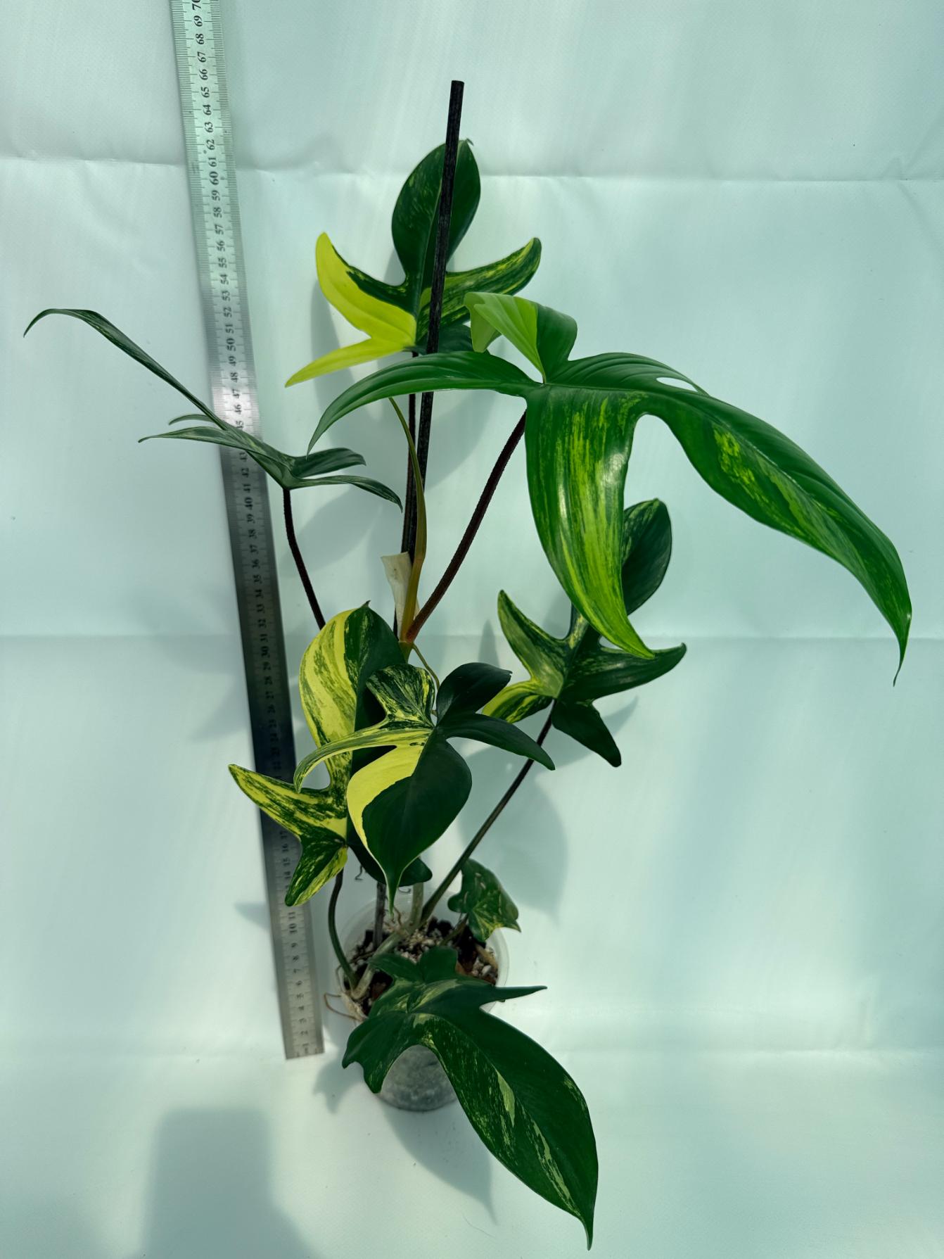 Philodendron Florida Beauty Variegata 1