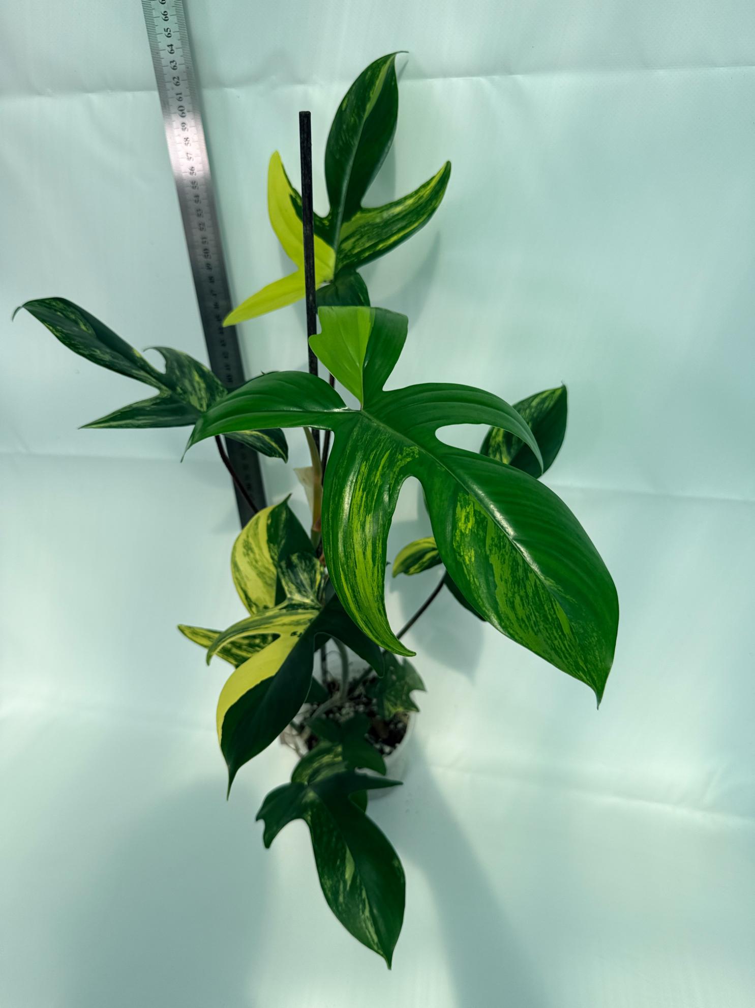 Philodendron Florida Beauty Variegata 3