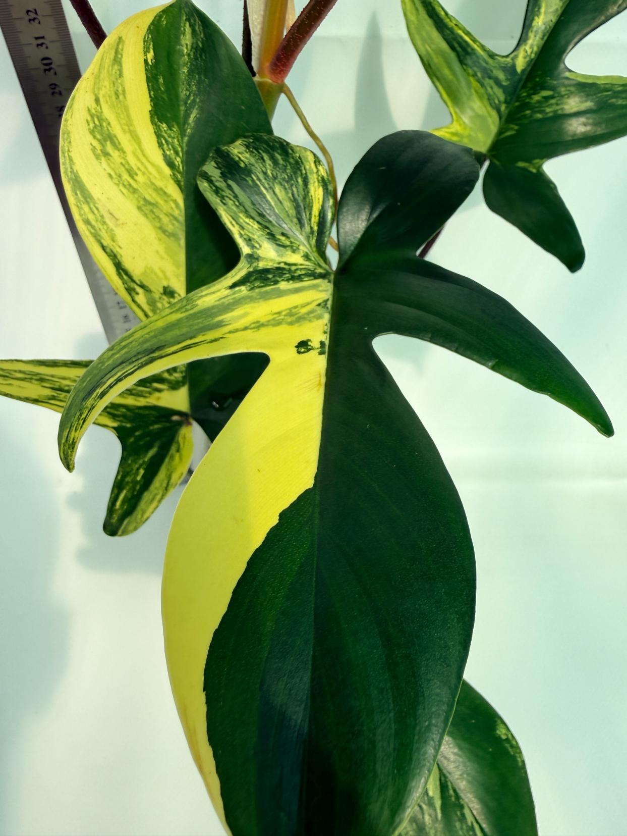 Philodendron Florida Beauty Variegata 2