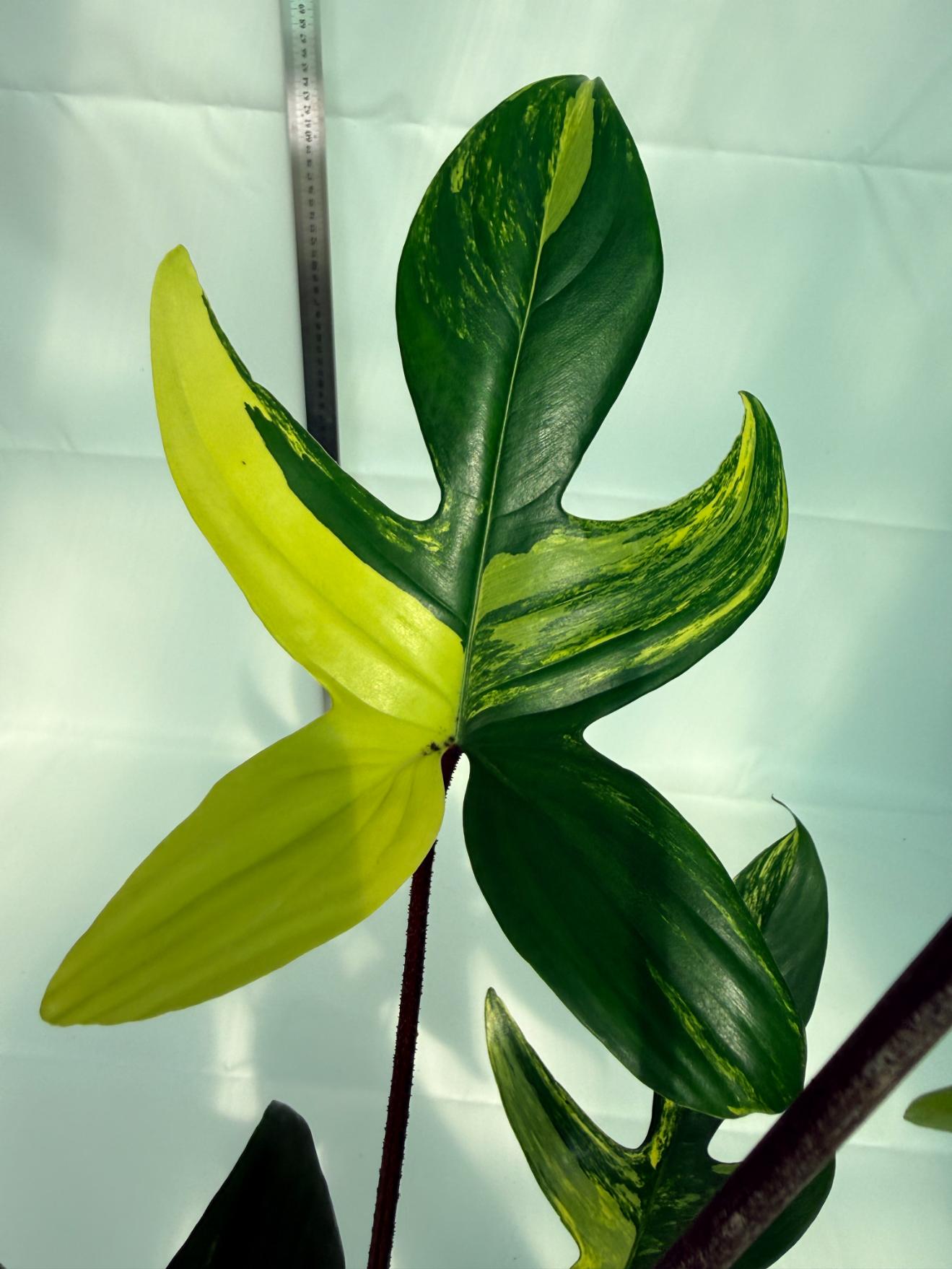 Philodendron Florida Beauty Variegata 4