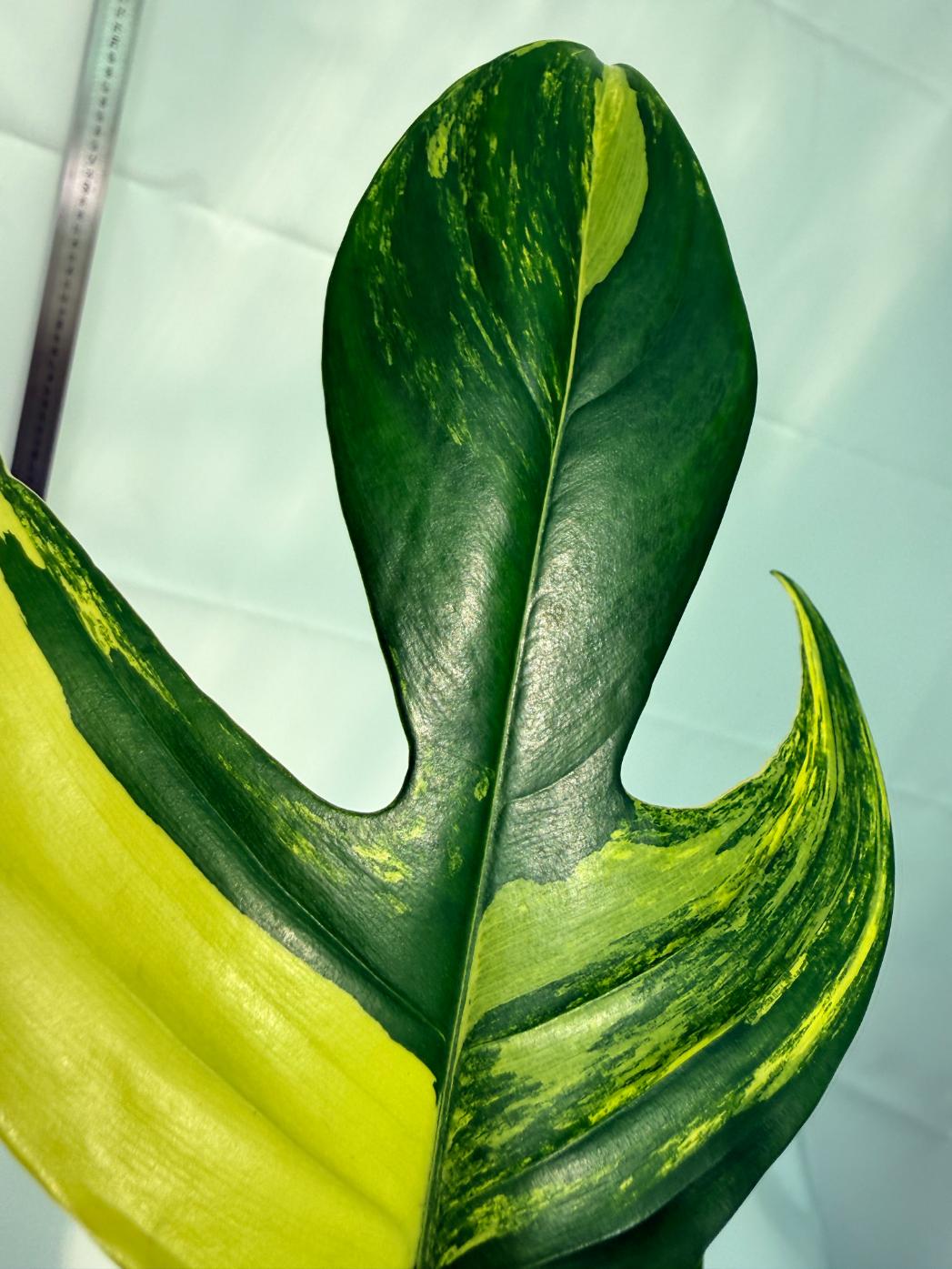 Philodendron Florida Beauty Variegata 10