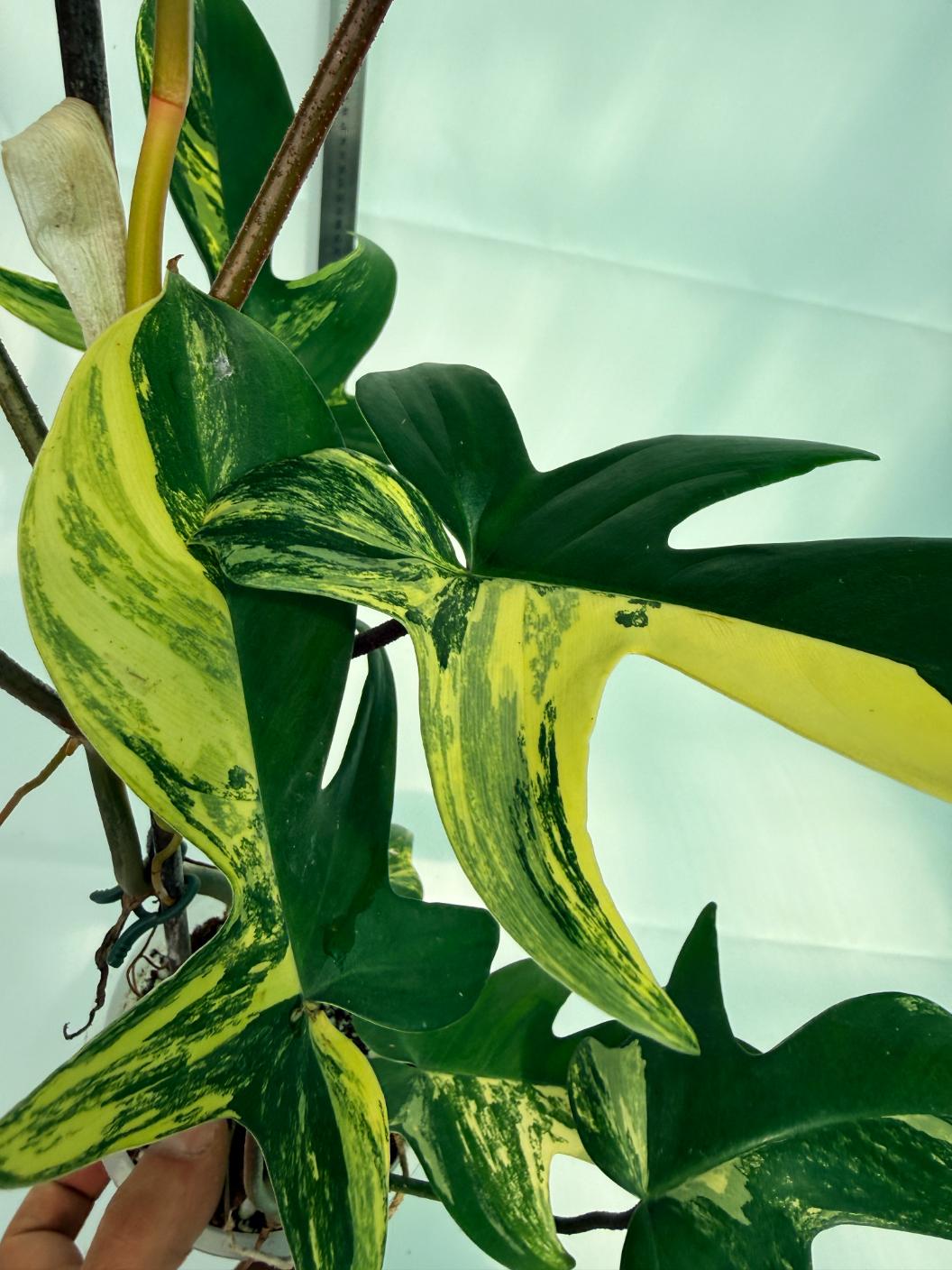 Philodendron Florida Beauty Variegata 6