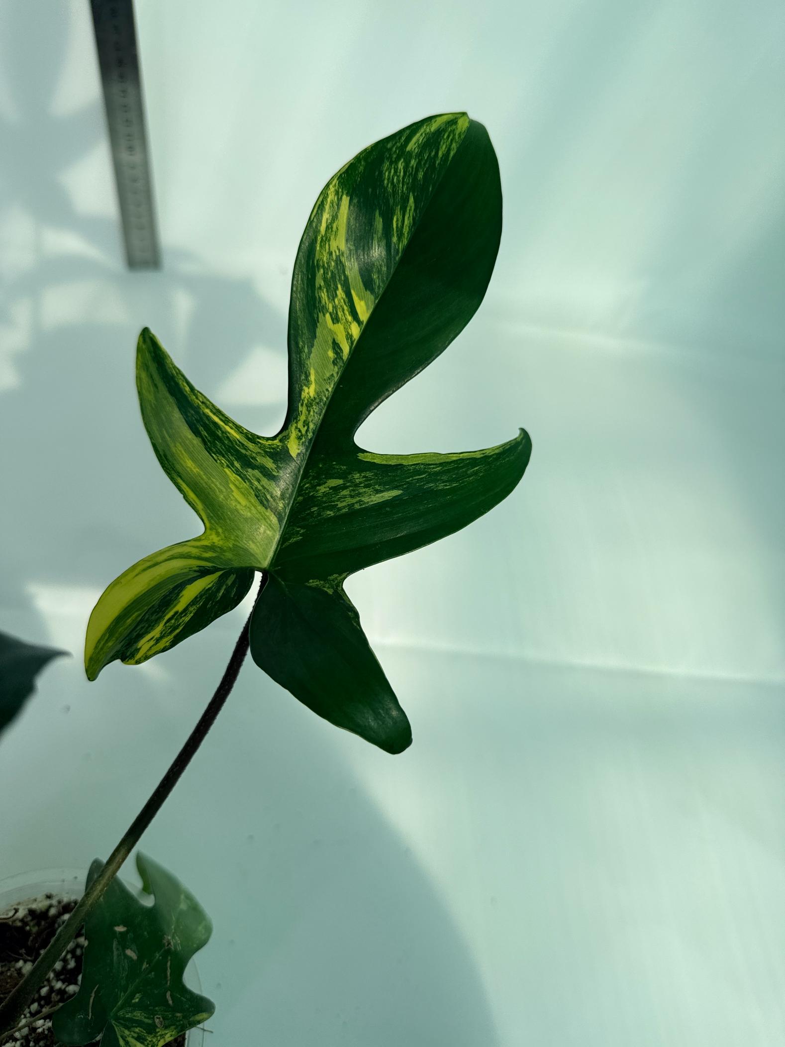 Philodendron Florida Beauty Variegata 7
