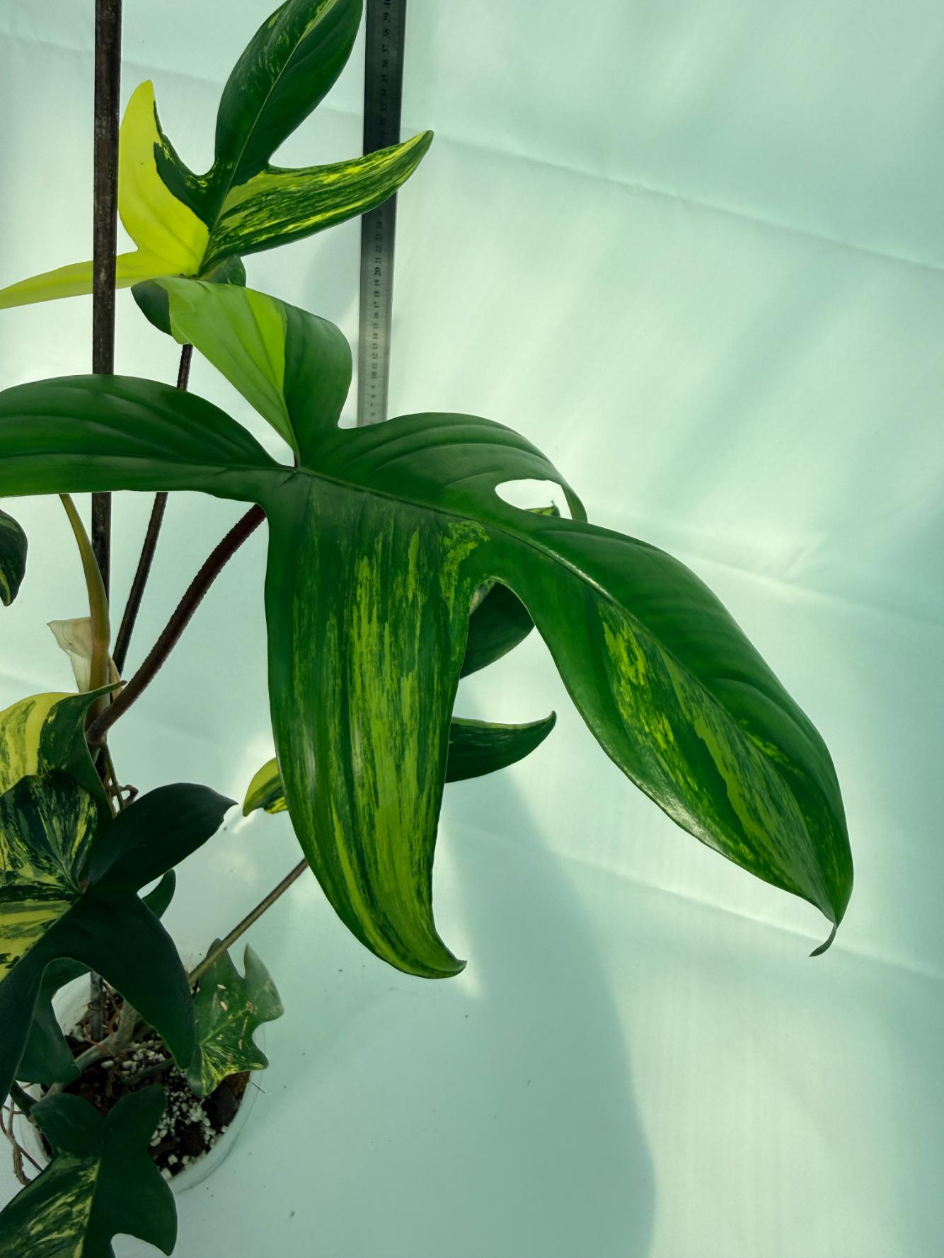 Philodendron Florida Beauty Variegata 8