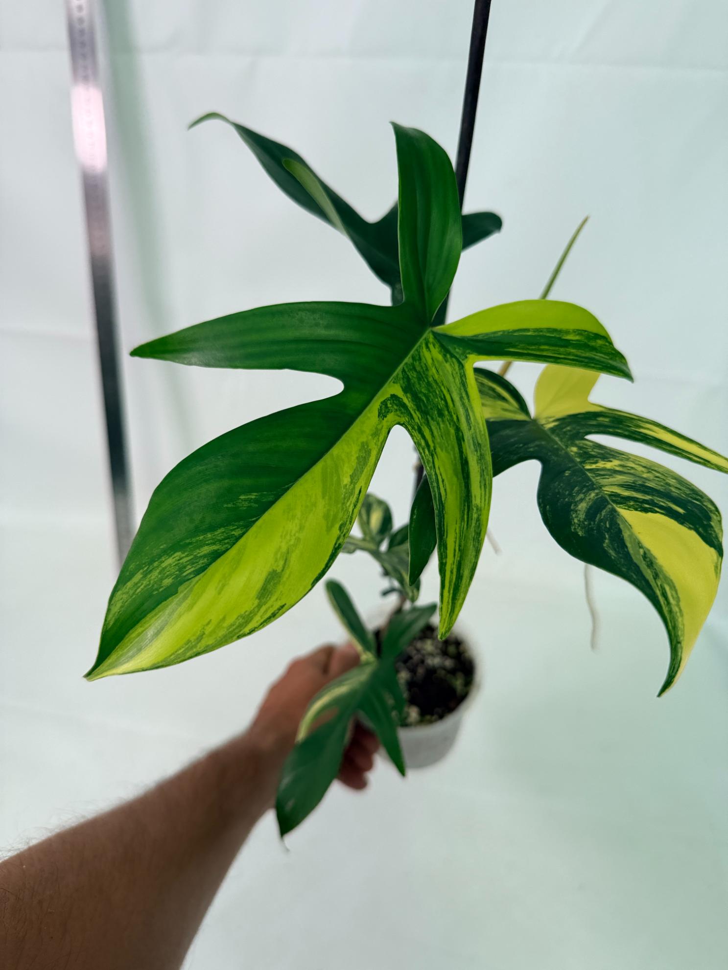 Philodendron Florida Beauty Variegata 1