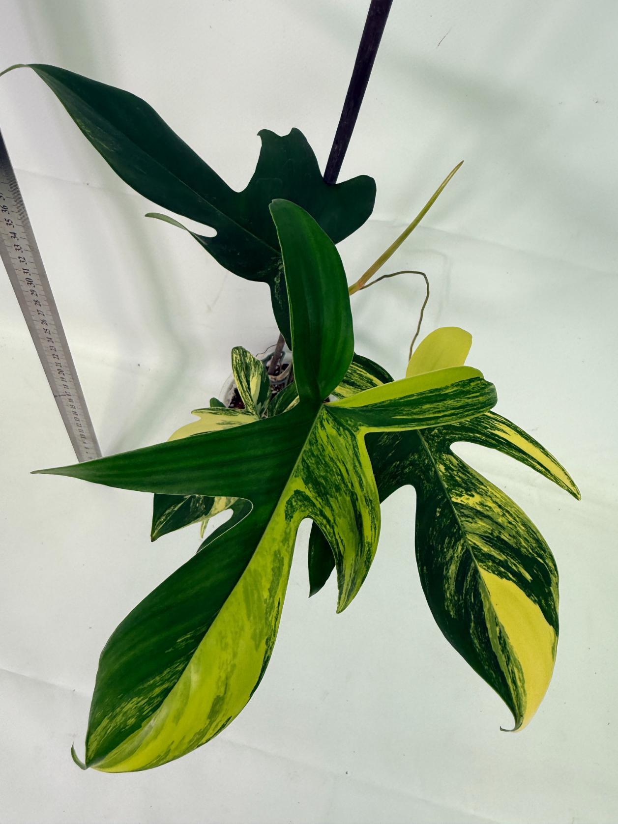 Philodendron Florida Beauty Variegata 9