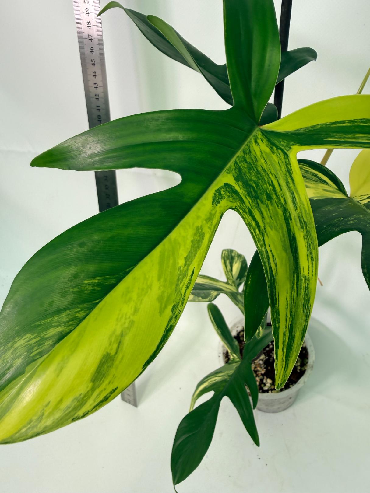 Philodendron Florida Beauty Variegata 3