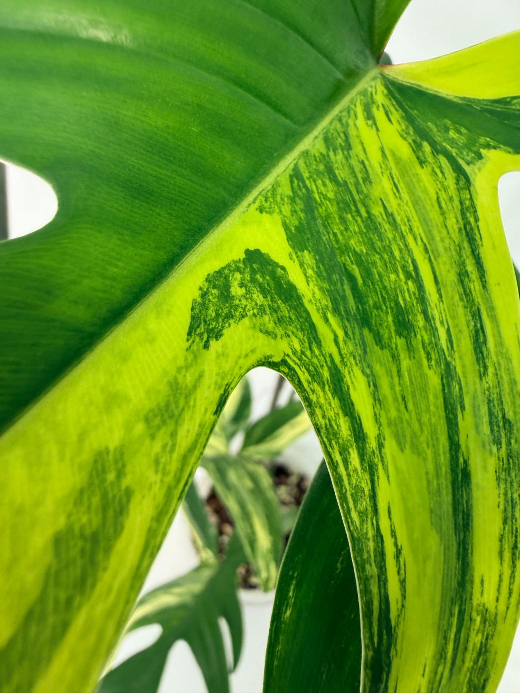Philodendron Florida Beauty Variegata 5