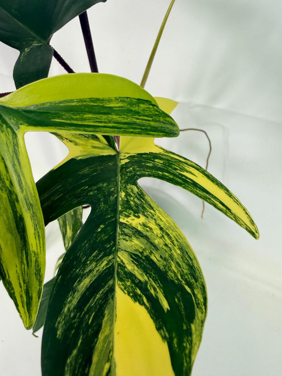 Philodendron Florida Beauty Variegata 4