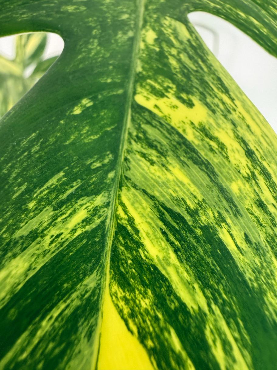 Philodendron Florida Beauty Variegata 2