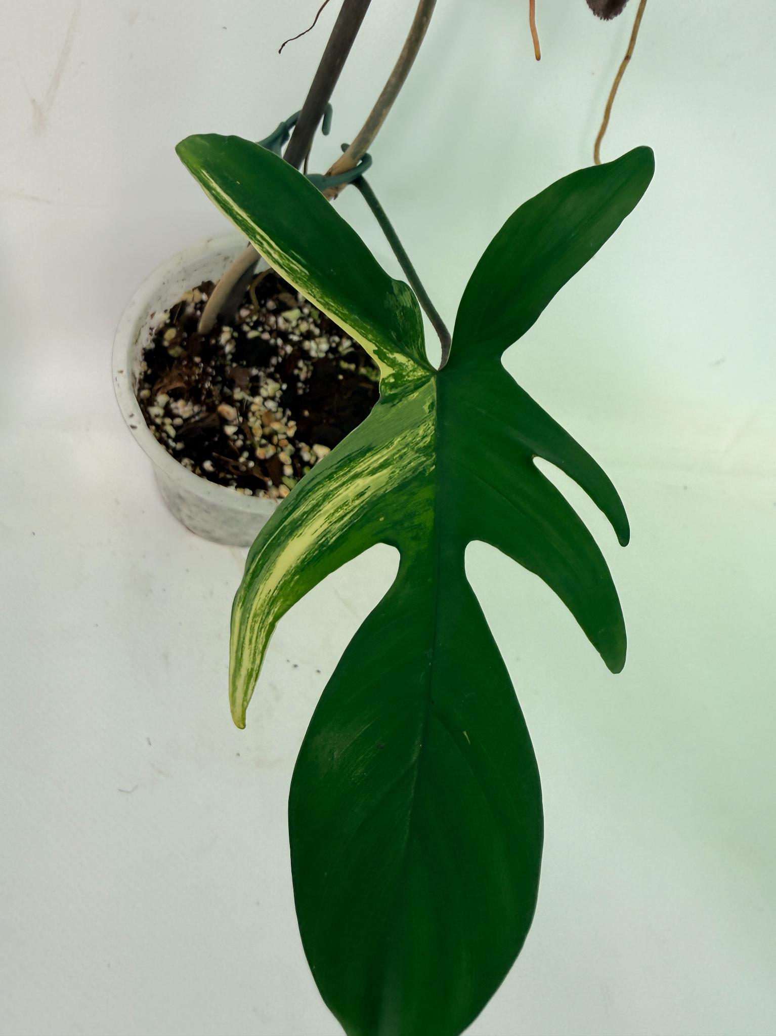 Philodendron Florida Beauty Variegata 6