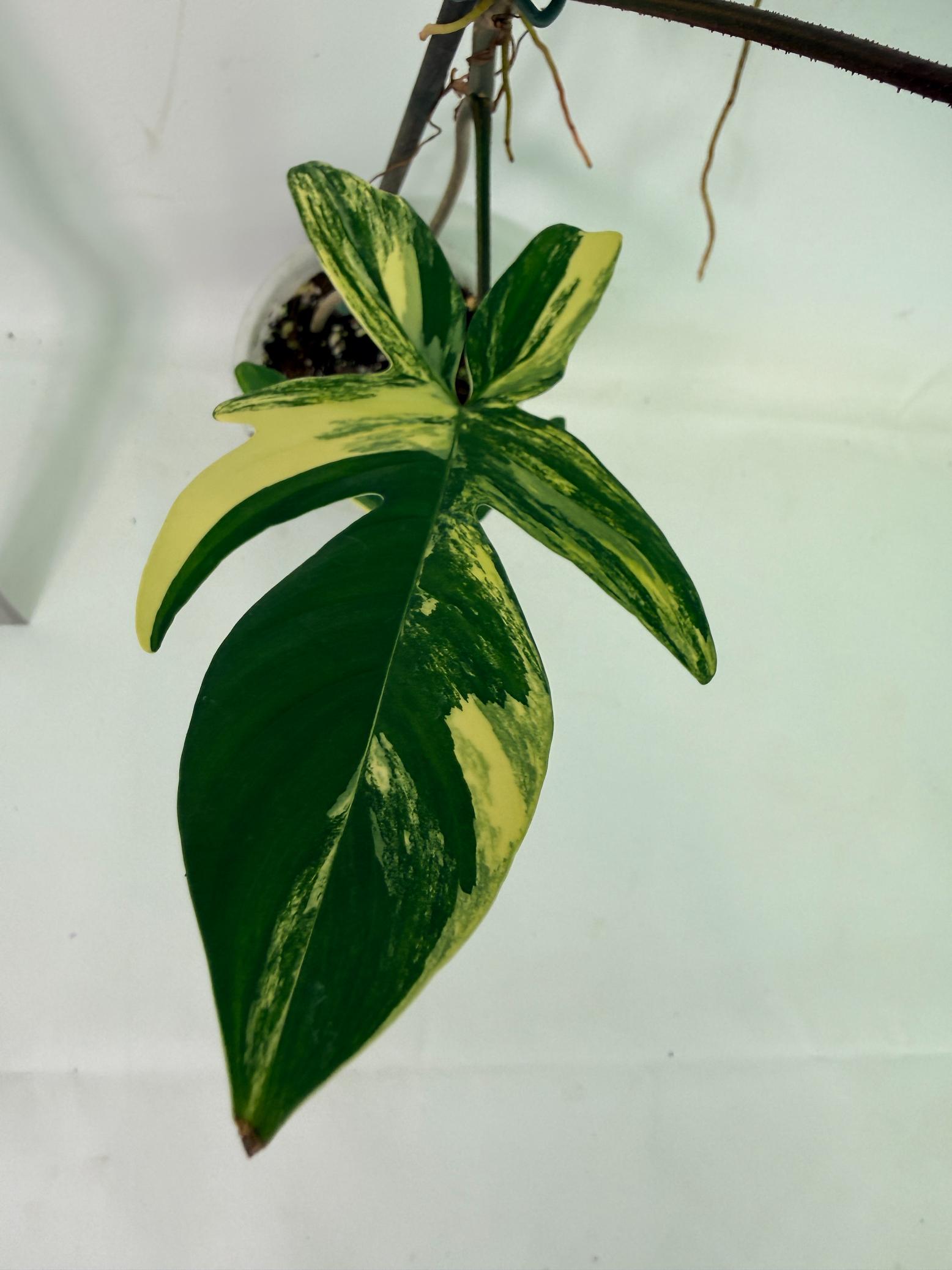 Philodendron Florida Beauty Variegata 7