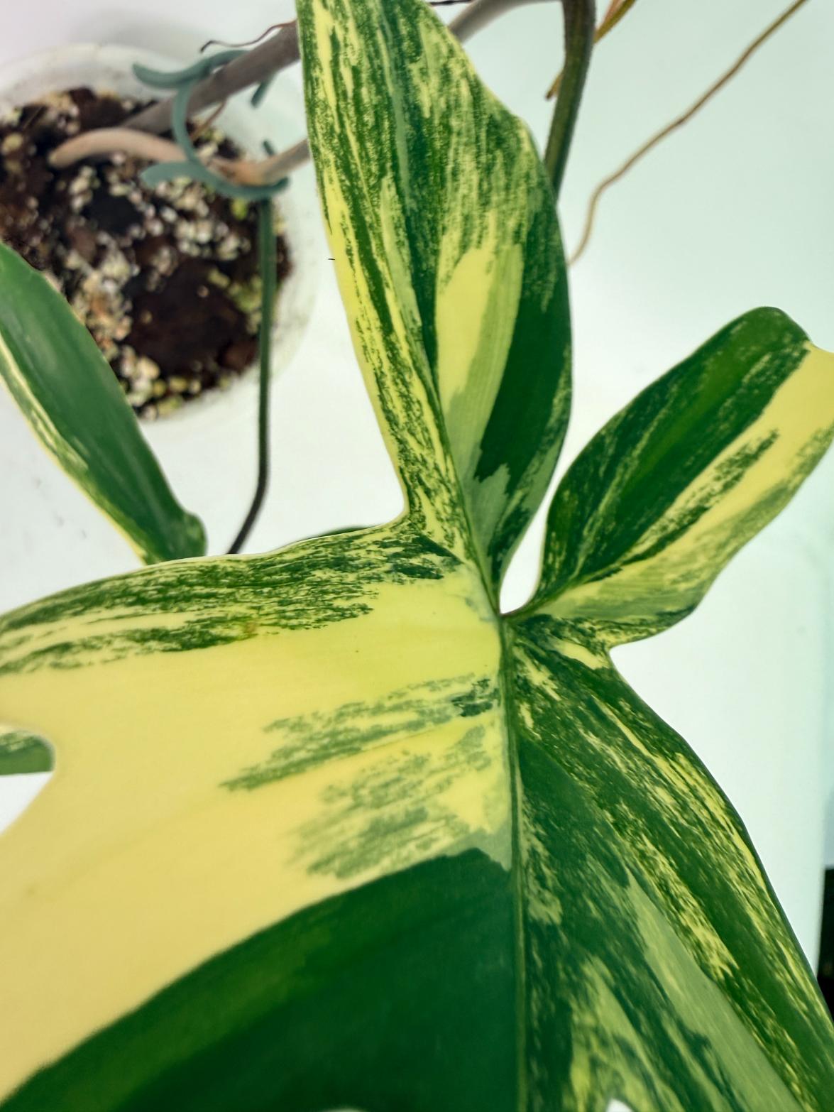 Philodendron Florida Beauty Variegata 8