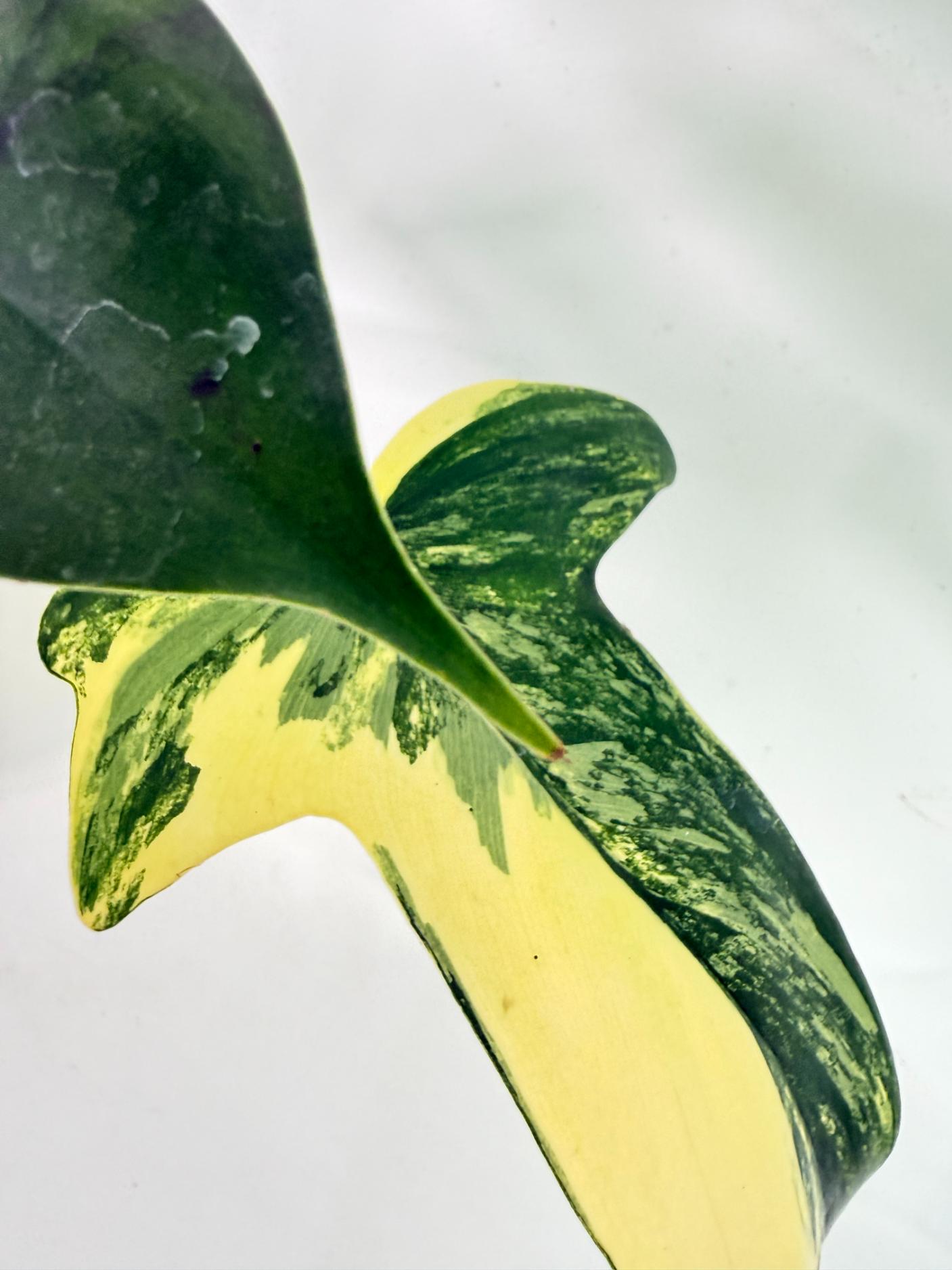 Philodendron Florida Beauty Variegata 12