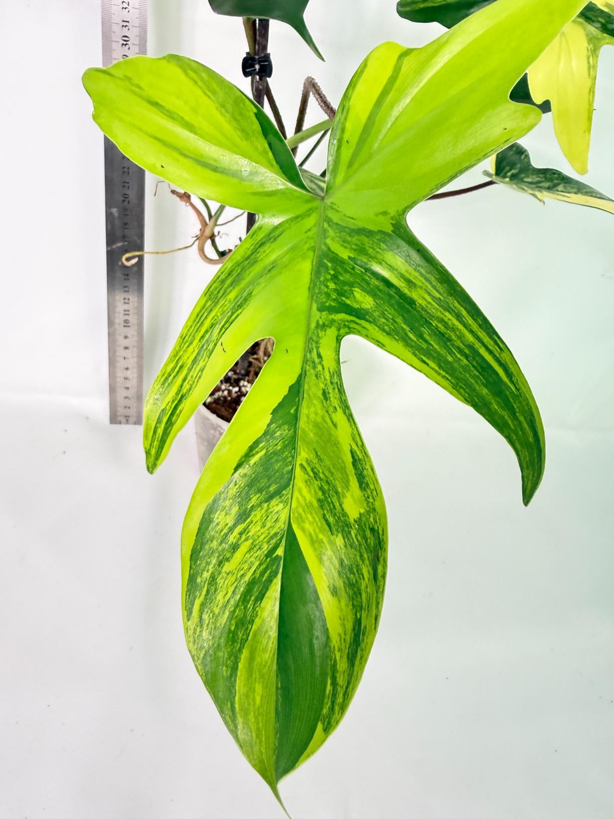 Philodendron Florida Beauty Variegata 9