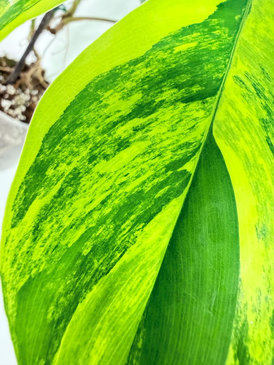 Philodendron Florida Beauty Variegata 4