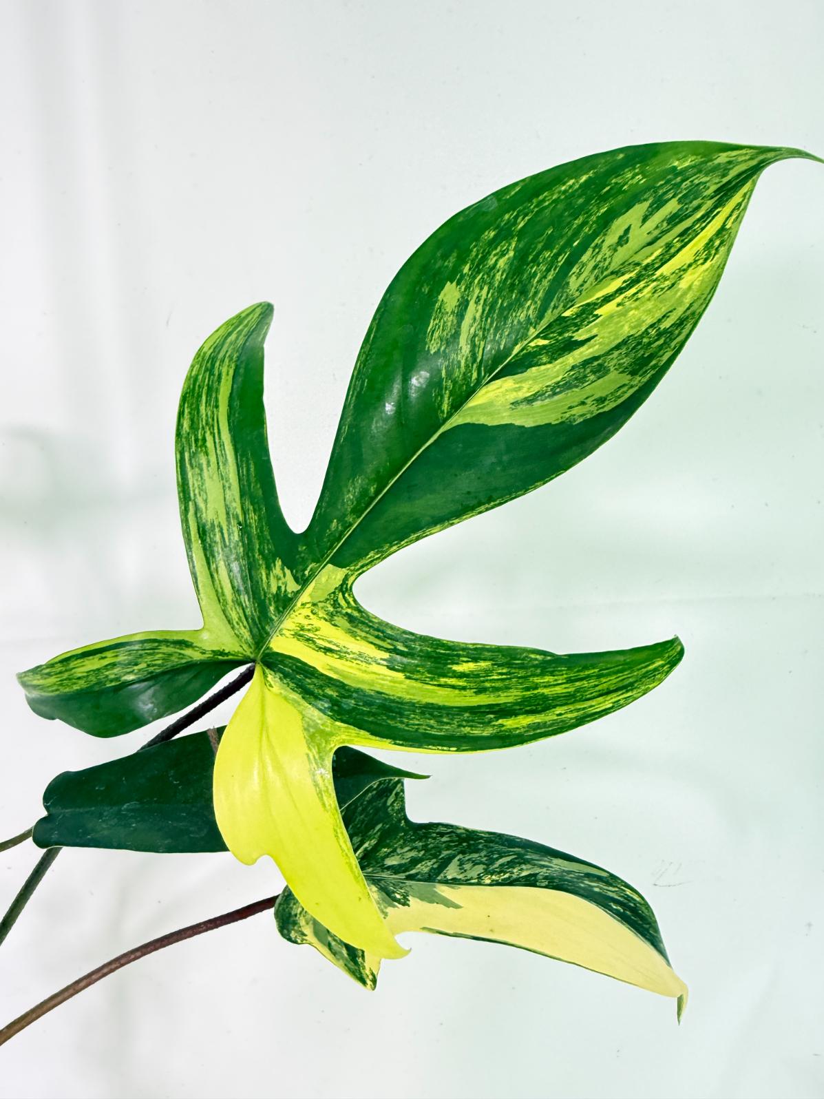 Philodendron Florida Beauty Variegata 10
