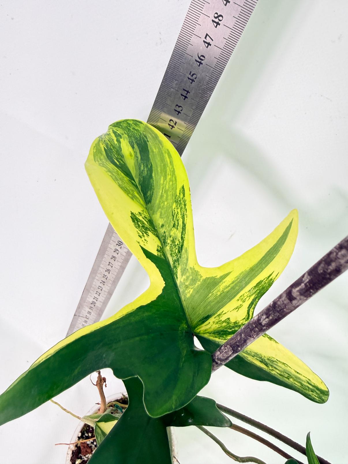 Philodendron Florida Beauty Variegata 11
