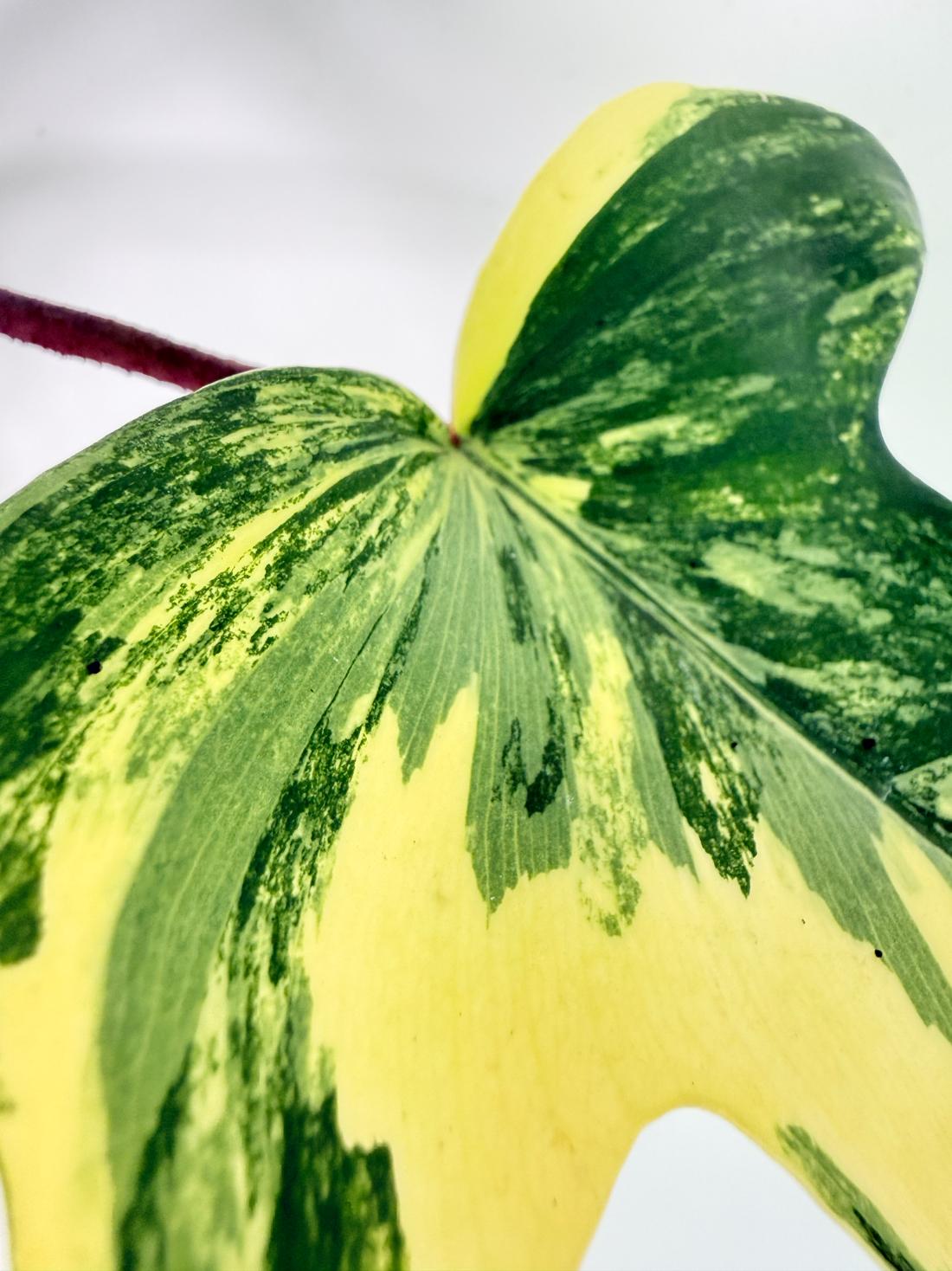 Philodendron Florida Beauty Variegata 2