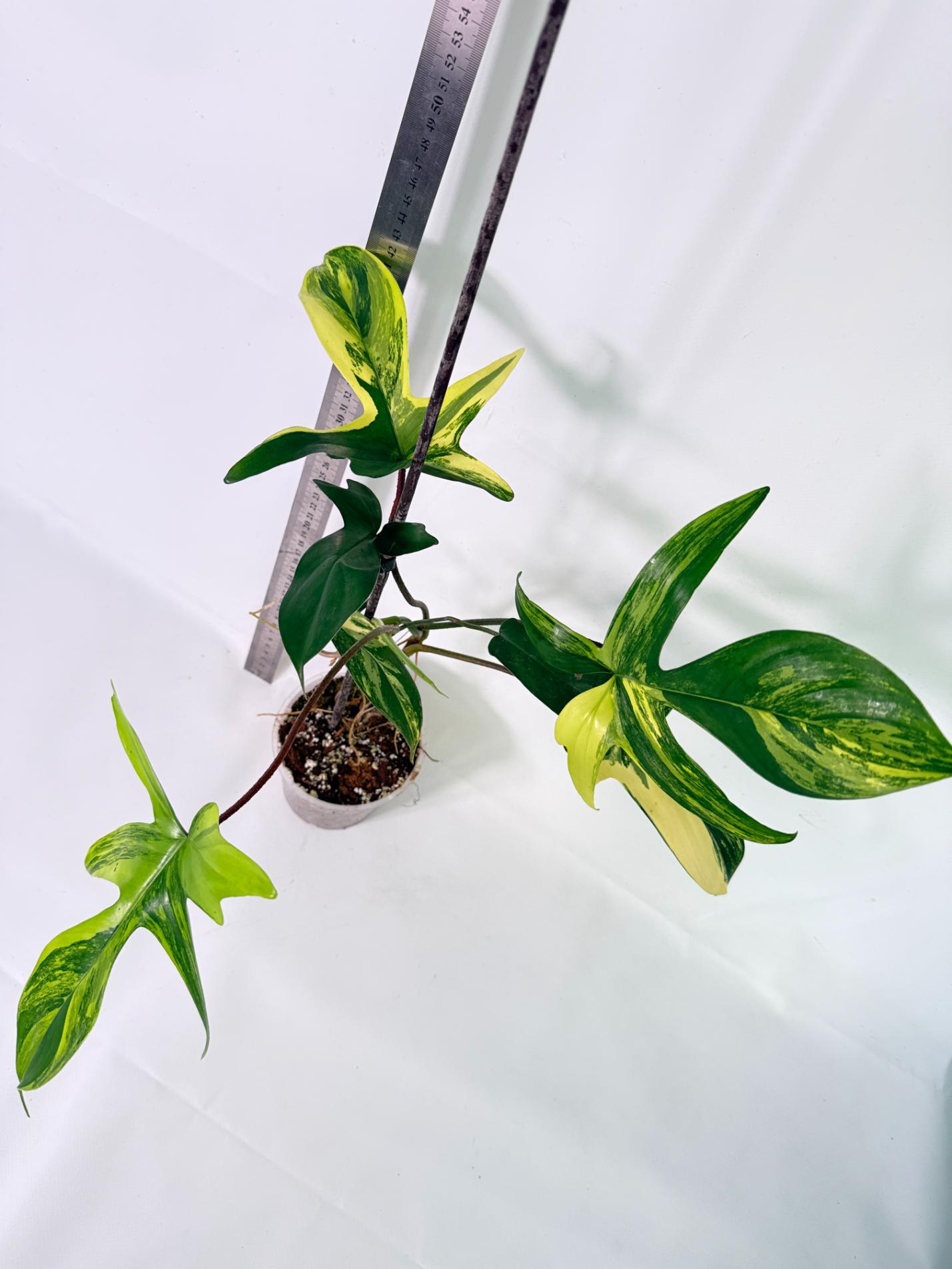 Philodendron Florida Beauty Variegata 5