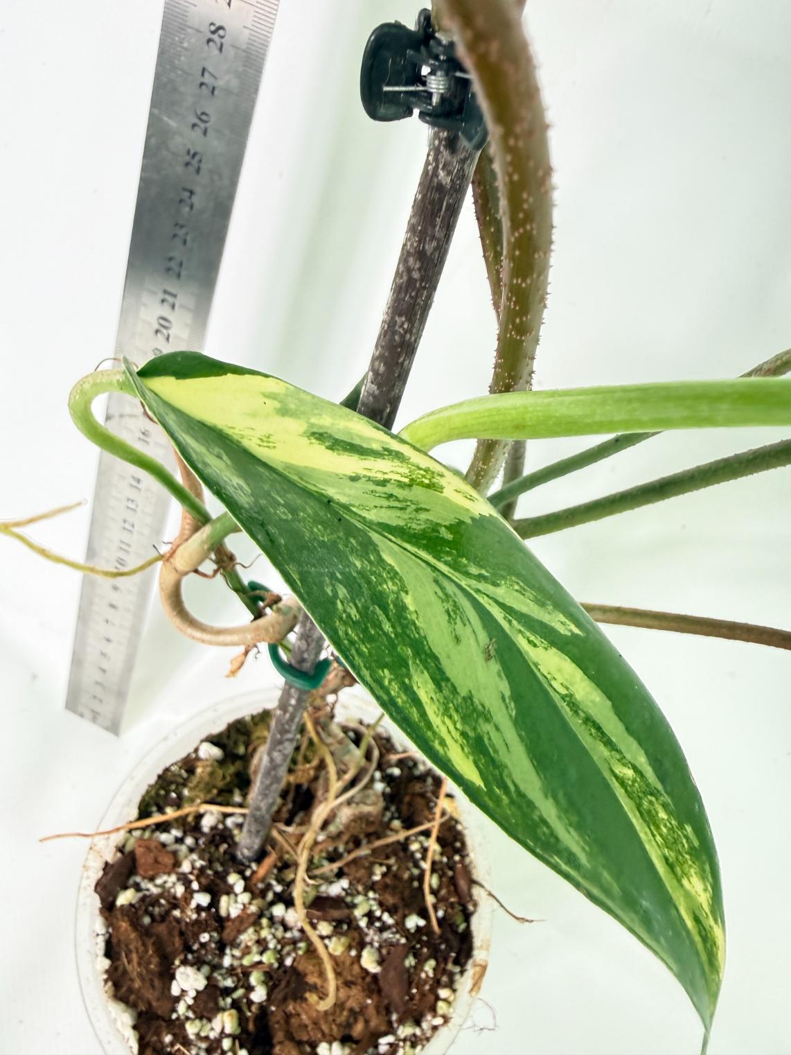 Philodendron Florida Beauty Variegata 6