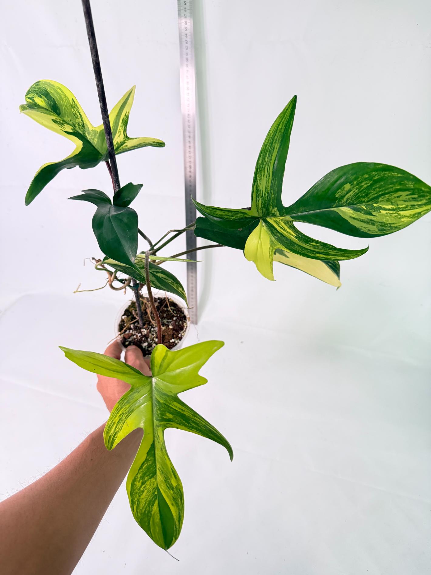 Philodendron Florida Beauty Variegata 3
