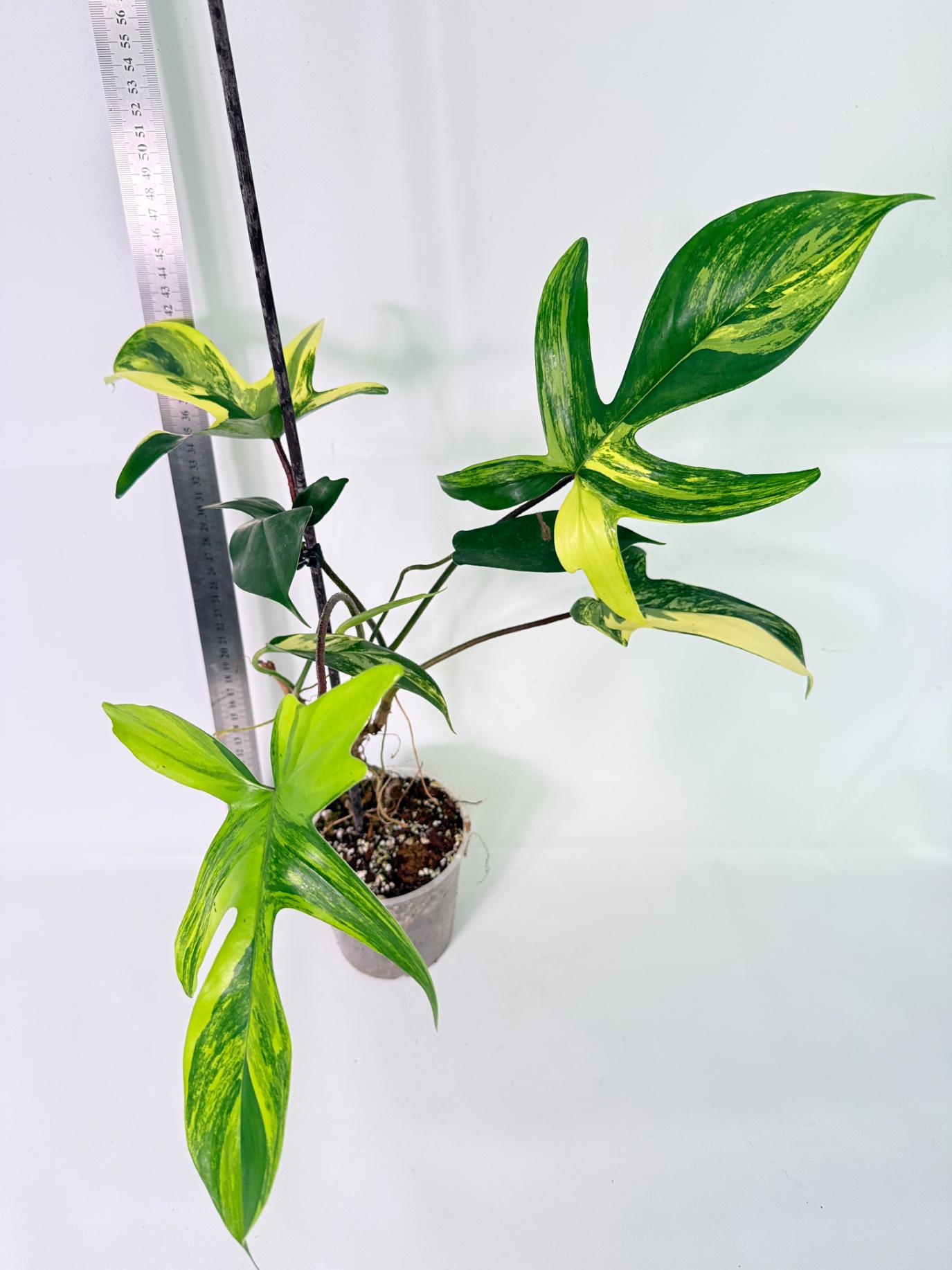 Philodendron Florida Beauty Variegata 1