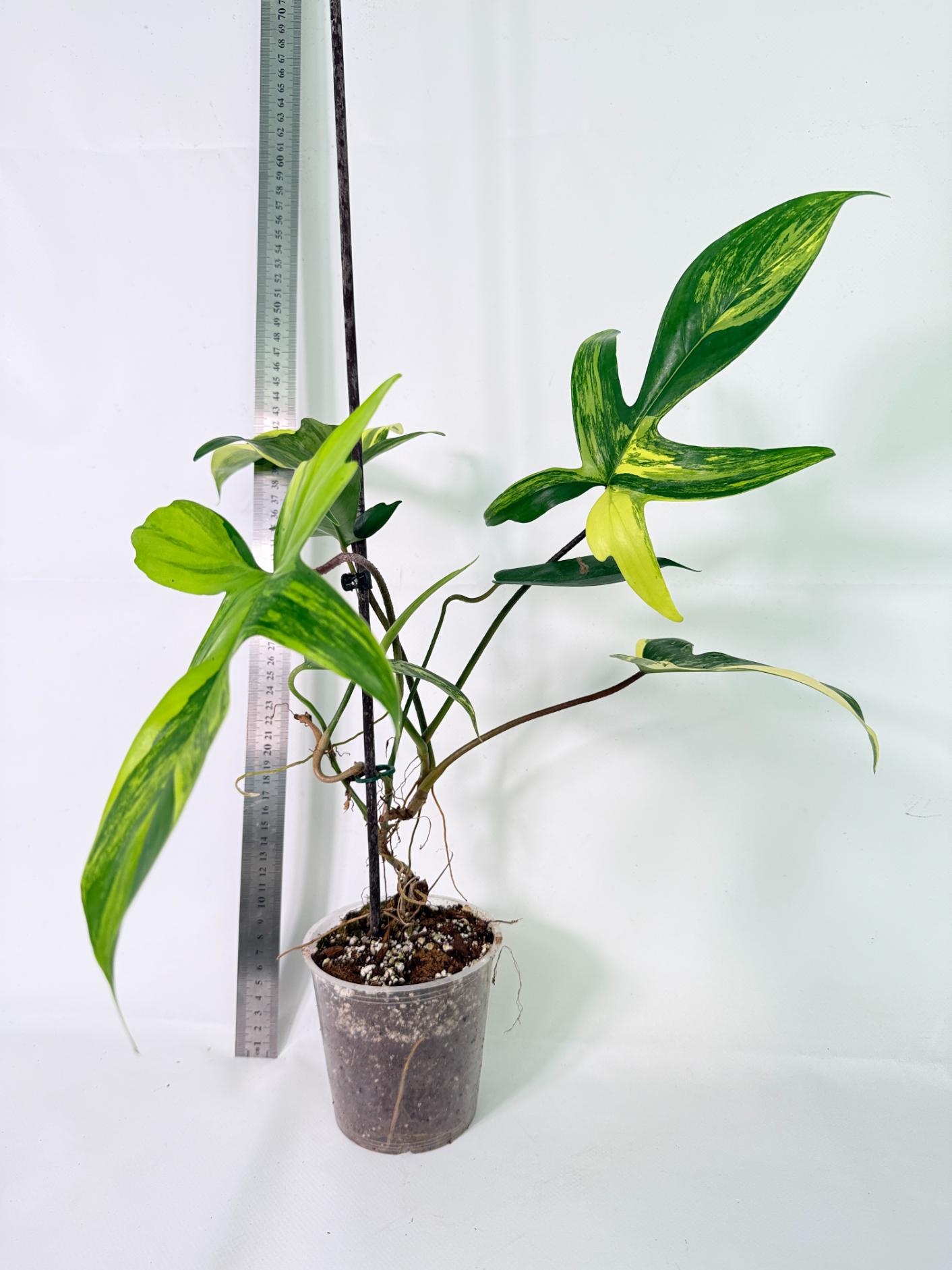 Philodendron Florida Beauty Variegata 7