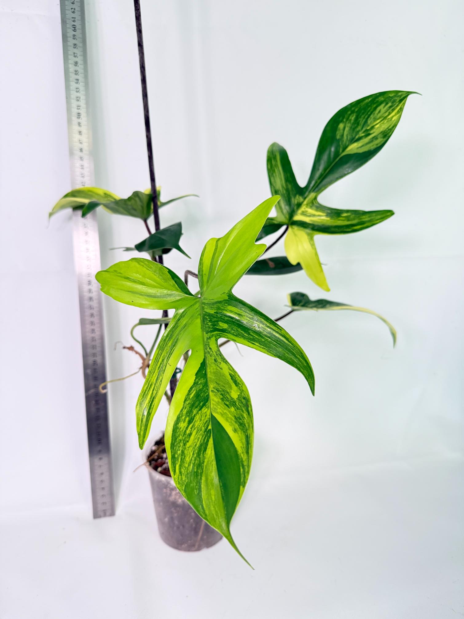 Philodendron Florida Beauty Variegata 8