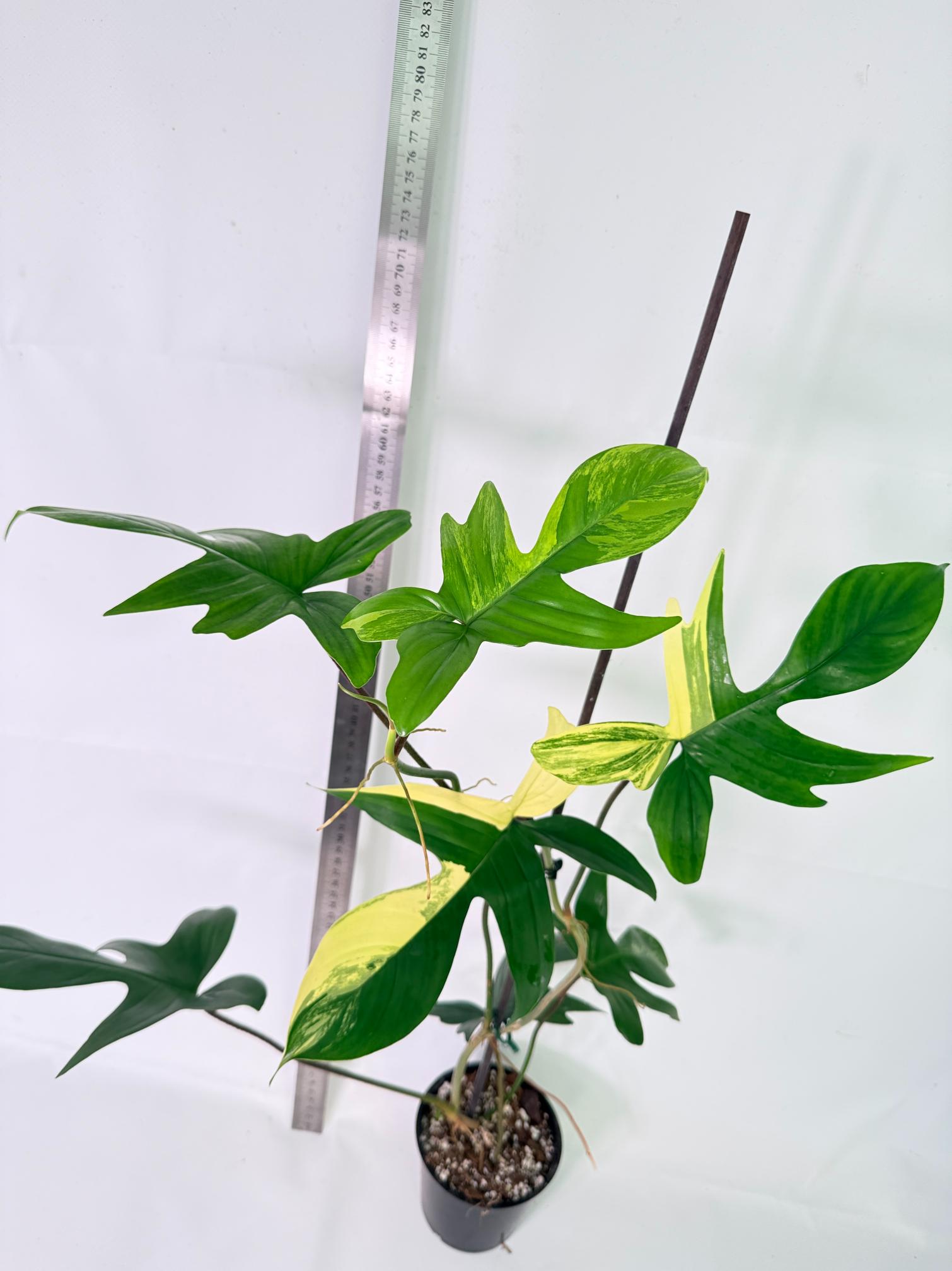Philodendron Florida Beauty Variegata 10
