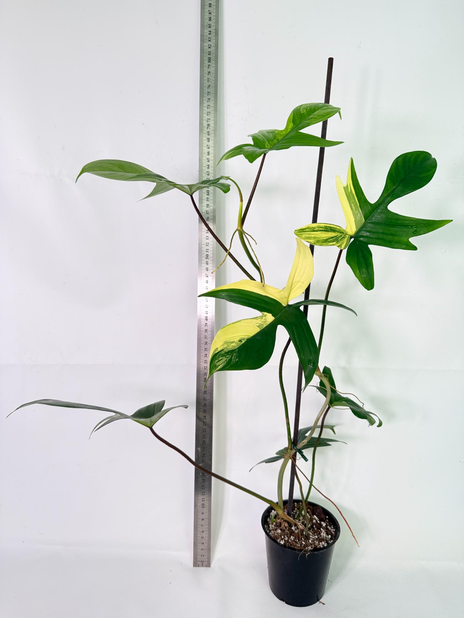 Philodendron Florida Beauty Variegata 1