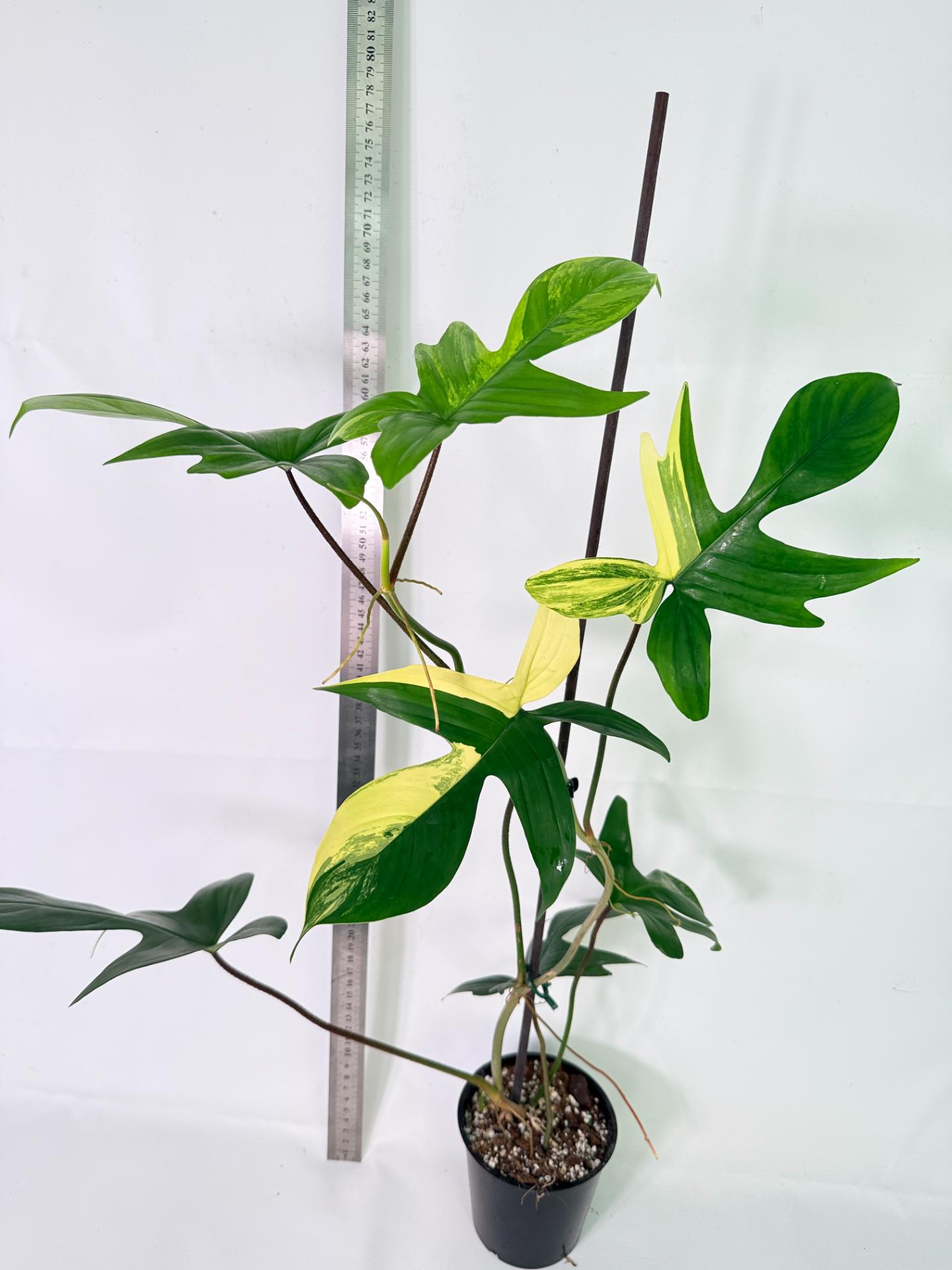 Philodendron Florida Beauty Variegata 11