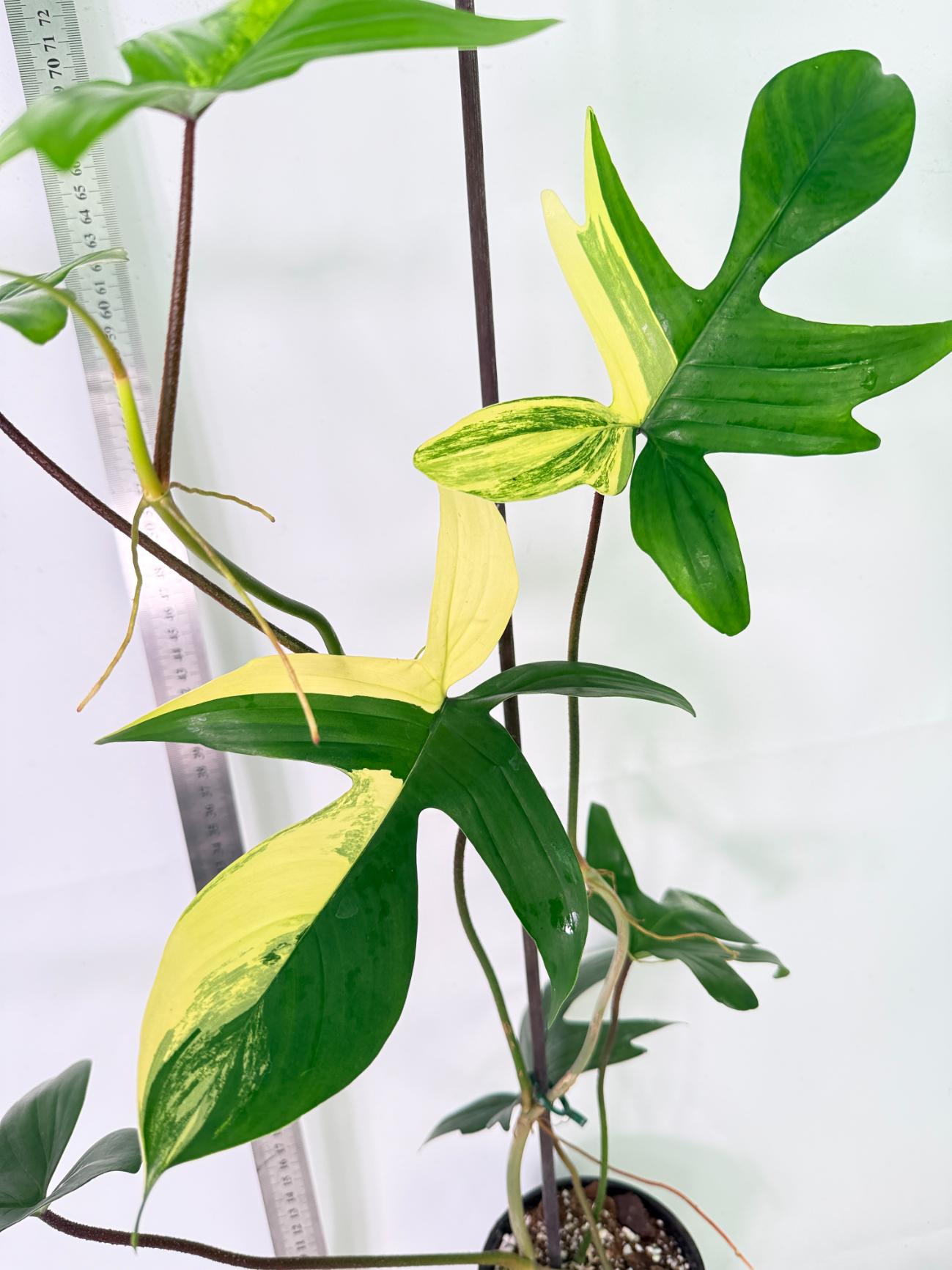 Philodendron Florida Beauty Variegata 5