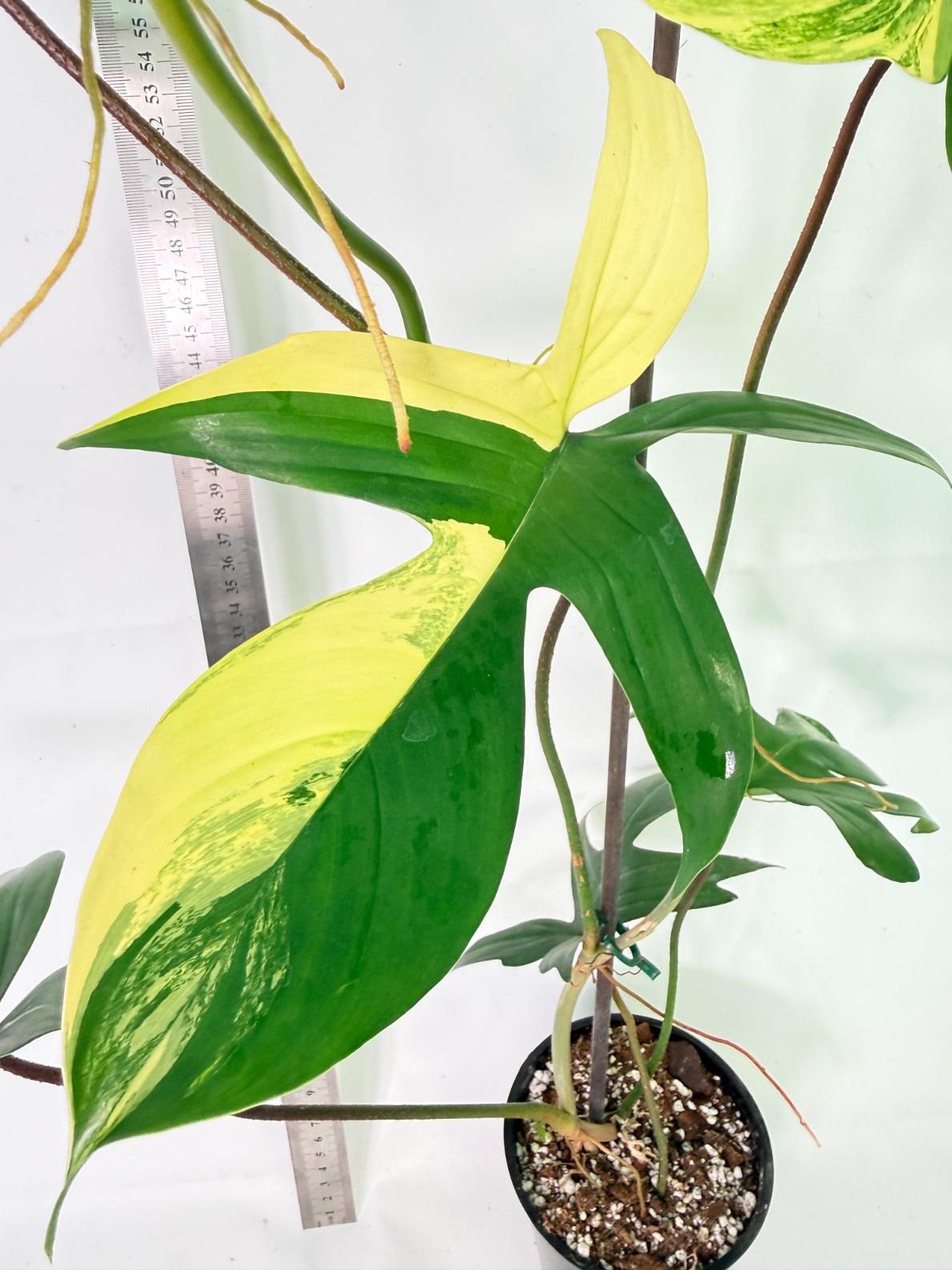 Philodendron Florida Beauty Variegata 2