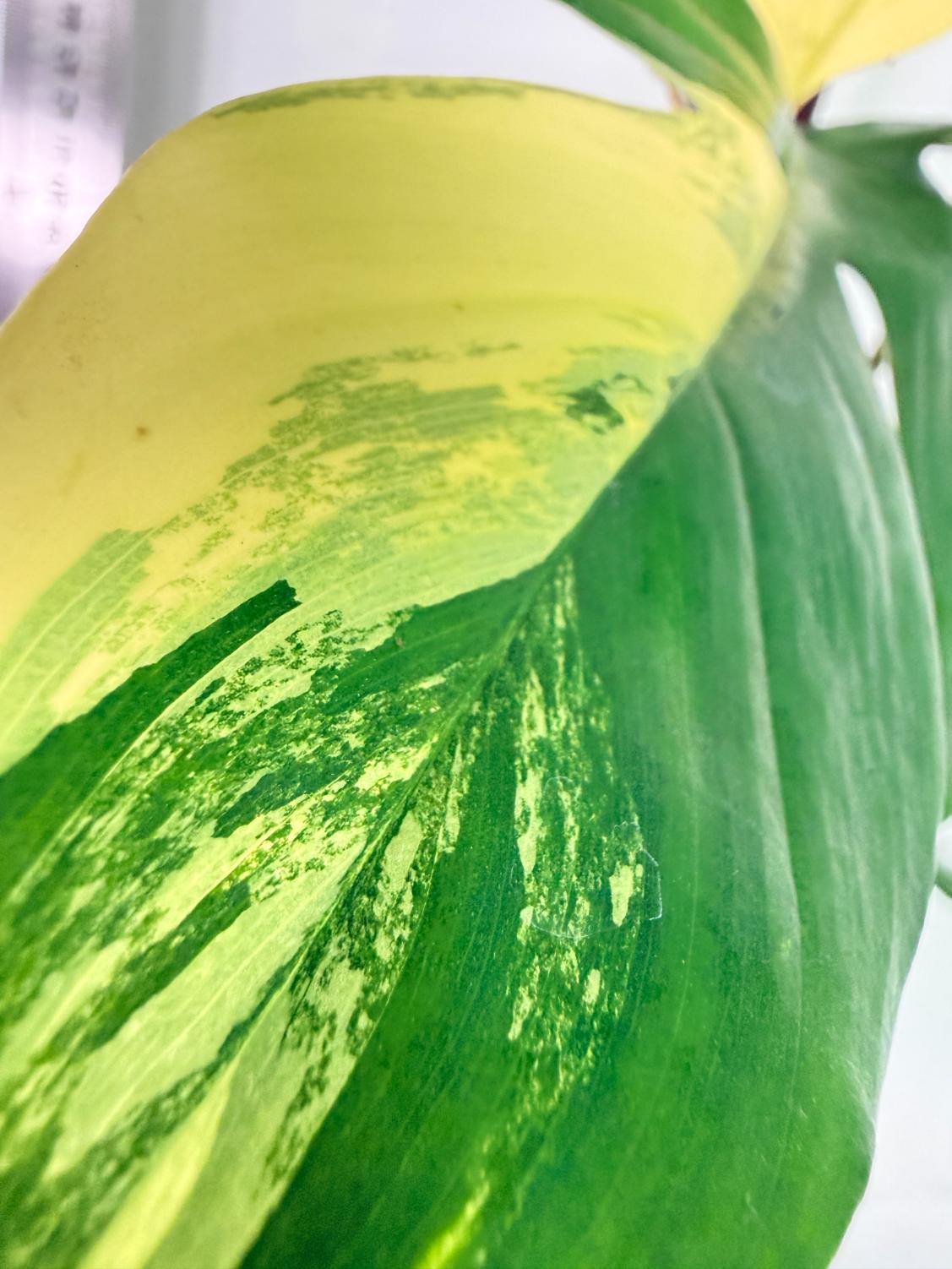 Philodendron Florida Beauty Variegata 3