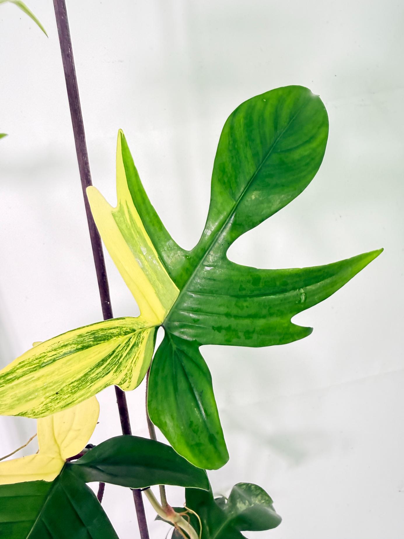 Philodendron Florida Beauty Variegata 4