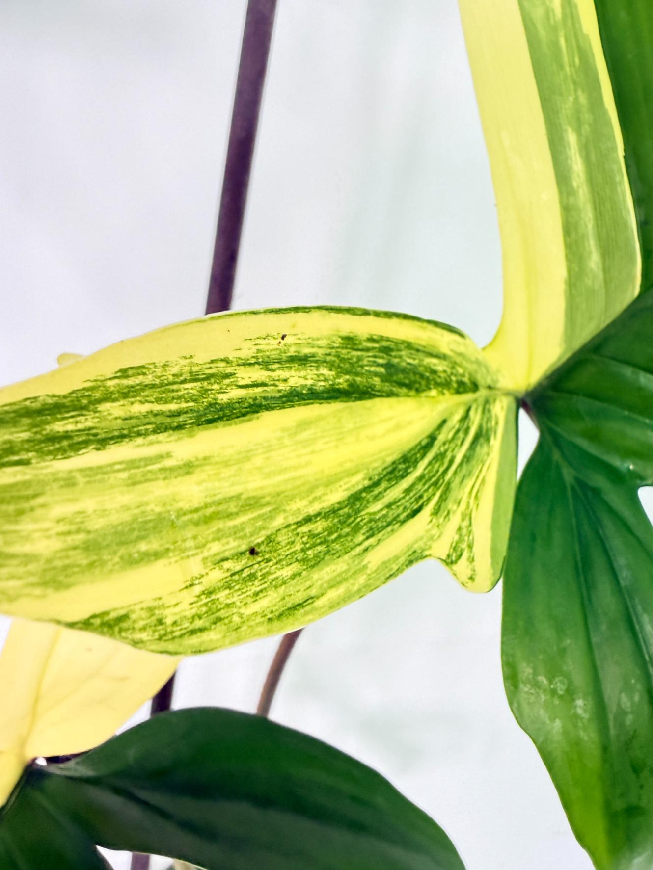 Philodendron Florida Beauty Variegata 8