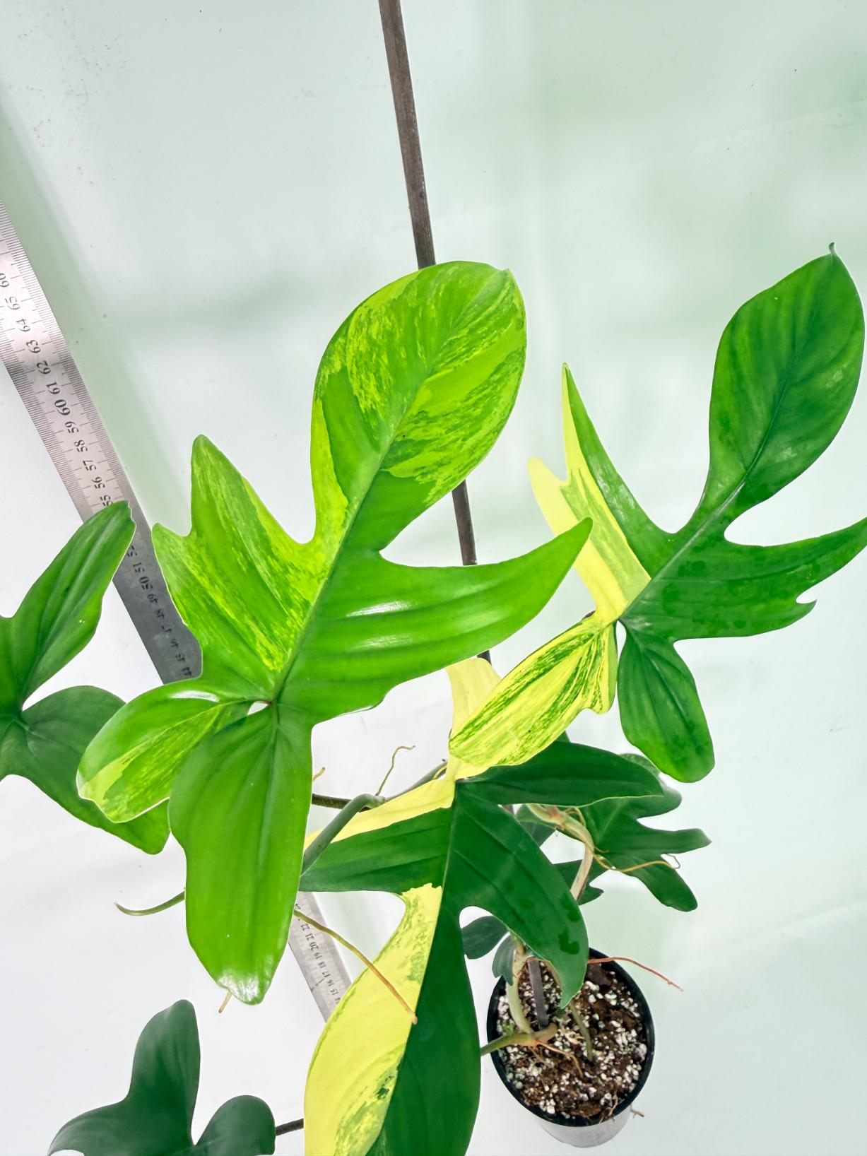 Philodendron Florida Beauty Variegata 7